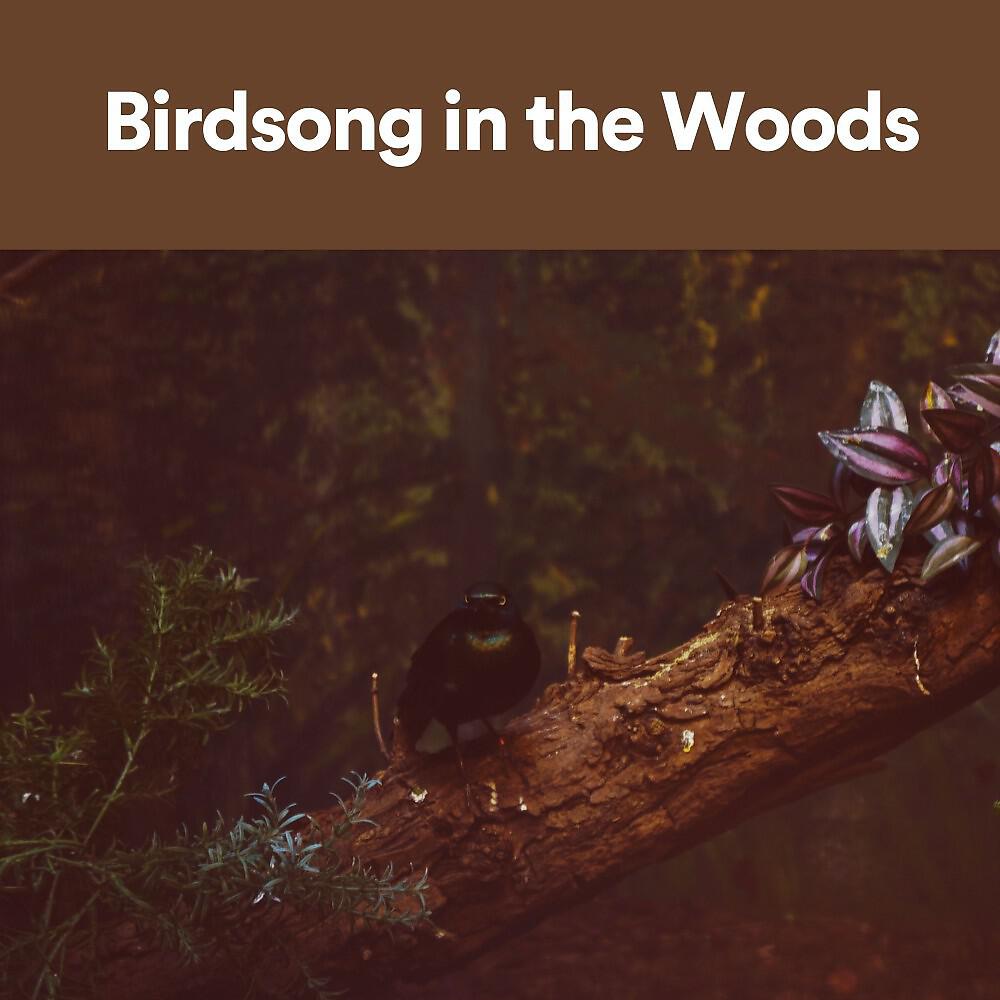 Релиз Birdsong in the Woods