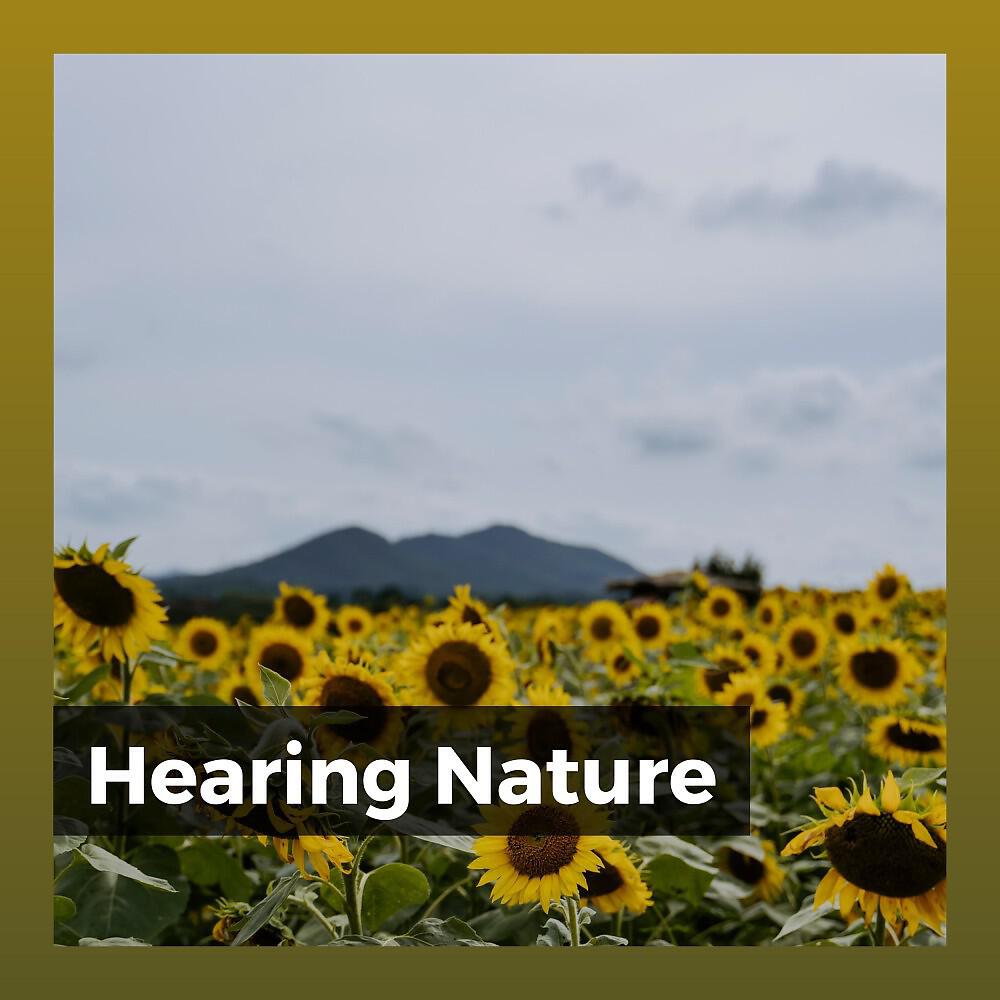 Релиз Hearing Nature