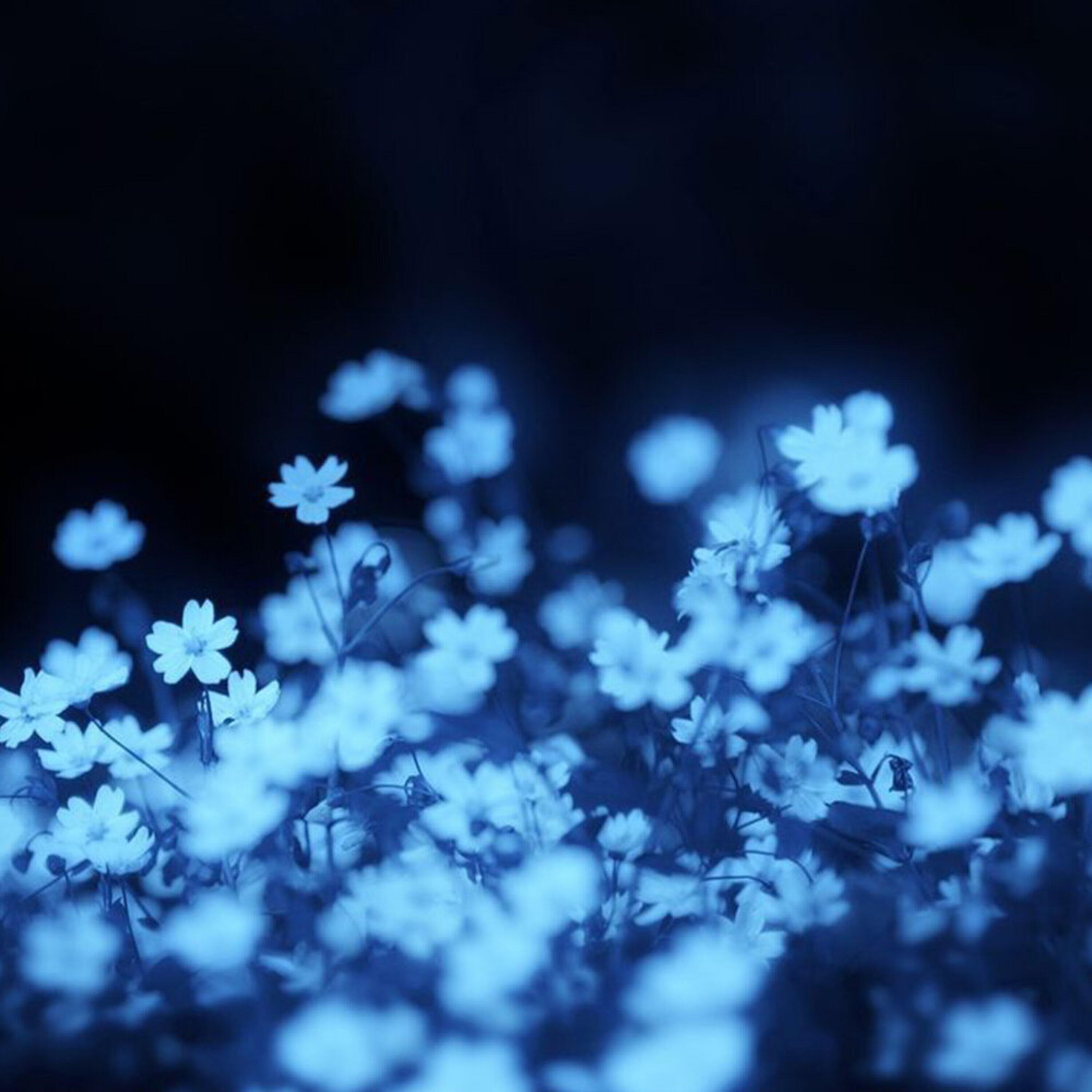 Релиз withered flower