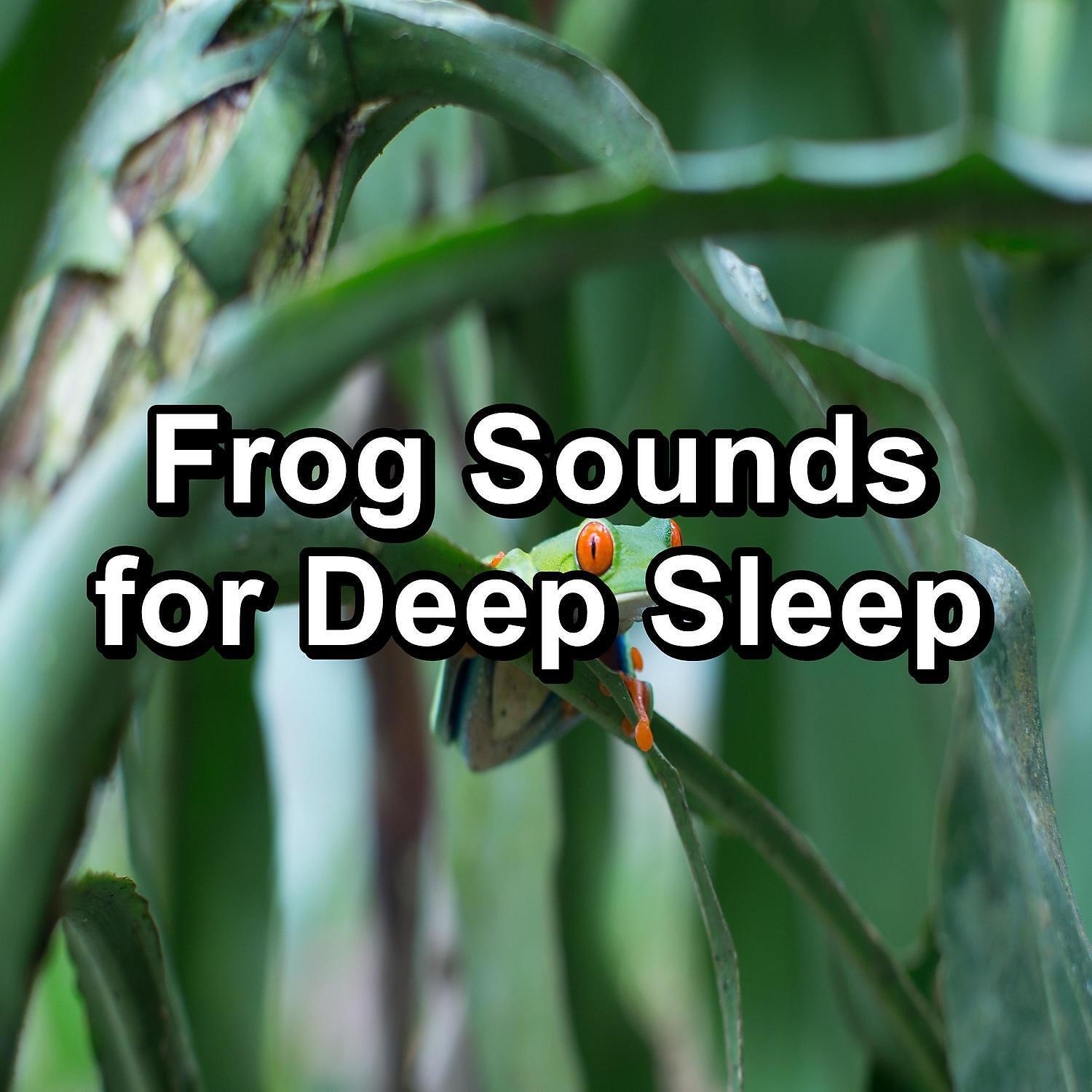 Релиз Frog Sounds for Deep Sleep