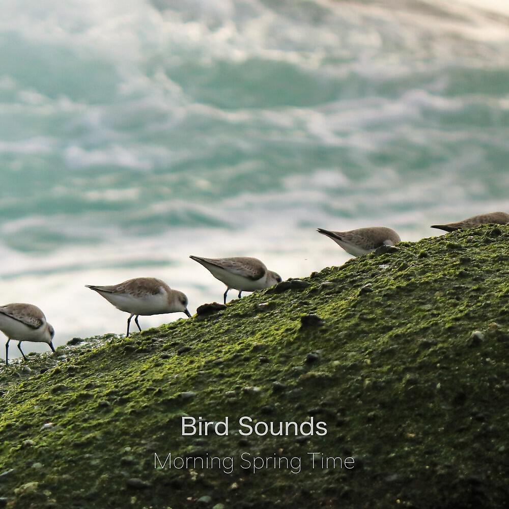 Релиз Morning Spring Time