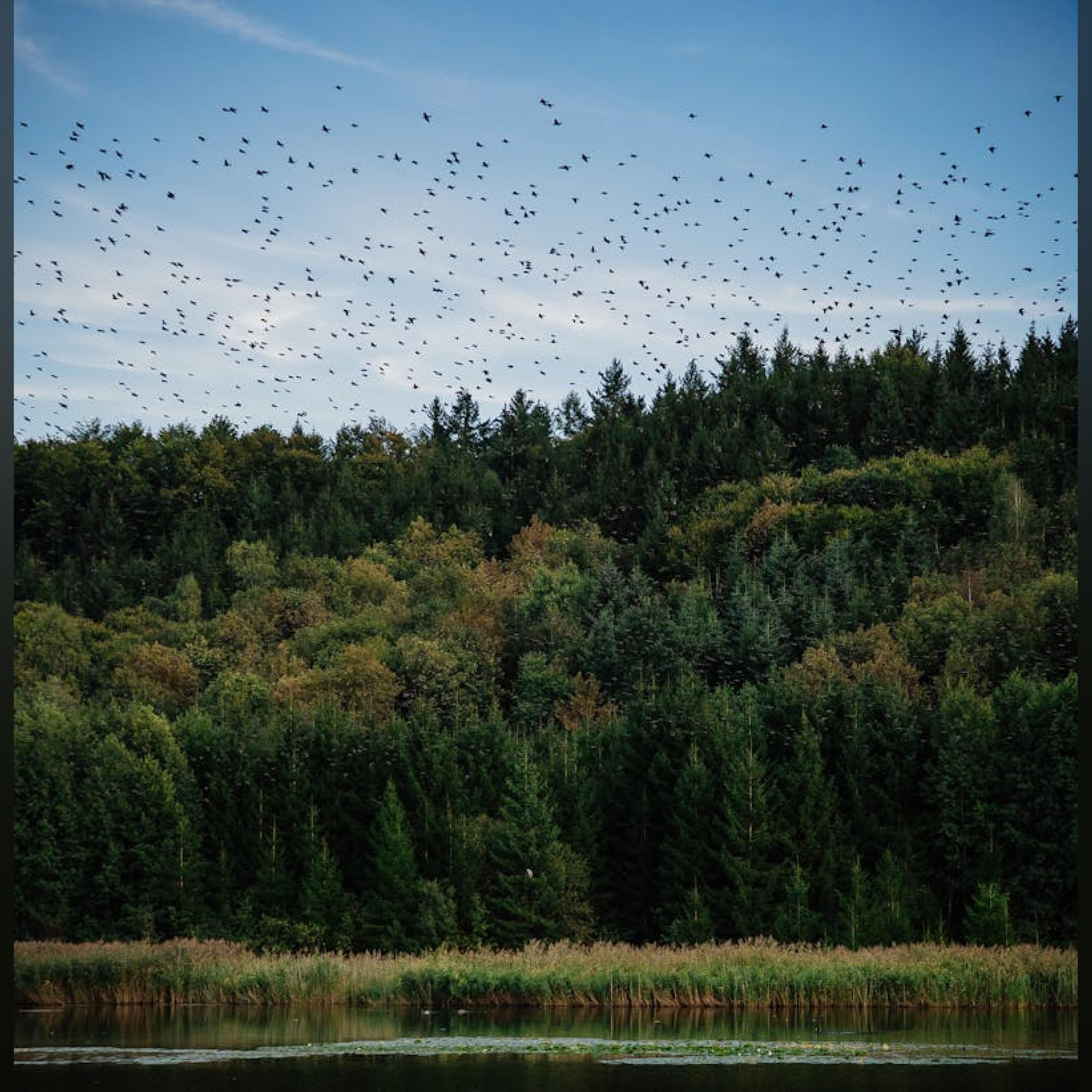 Релиз 荣光华北