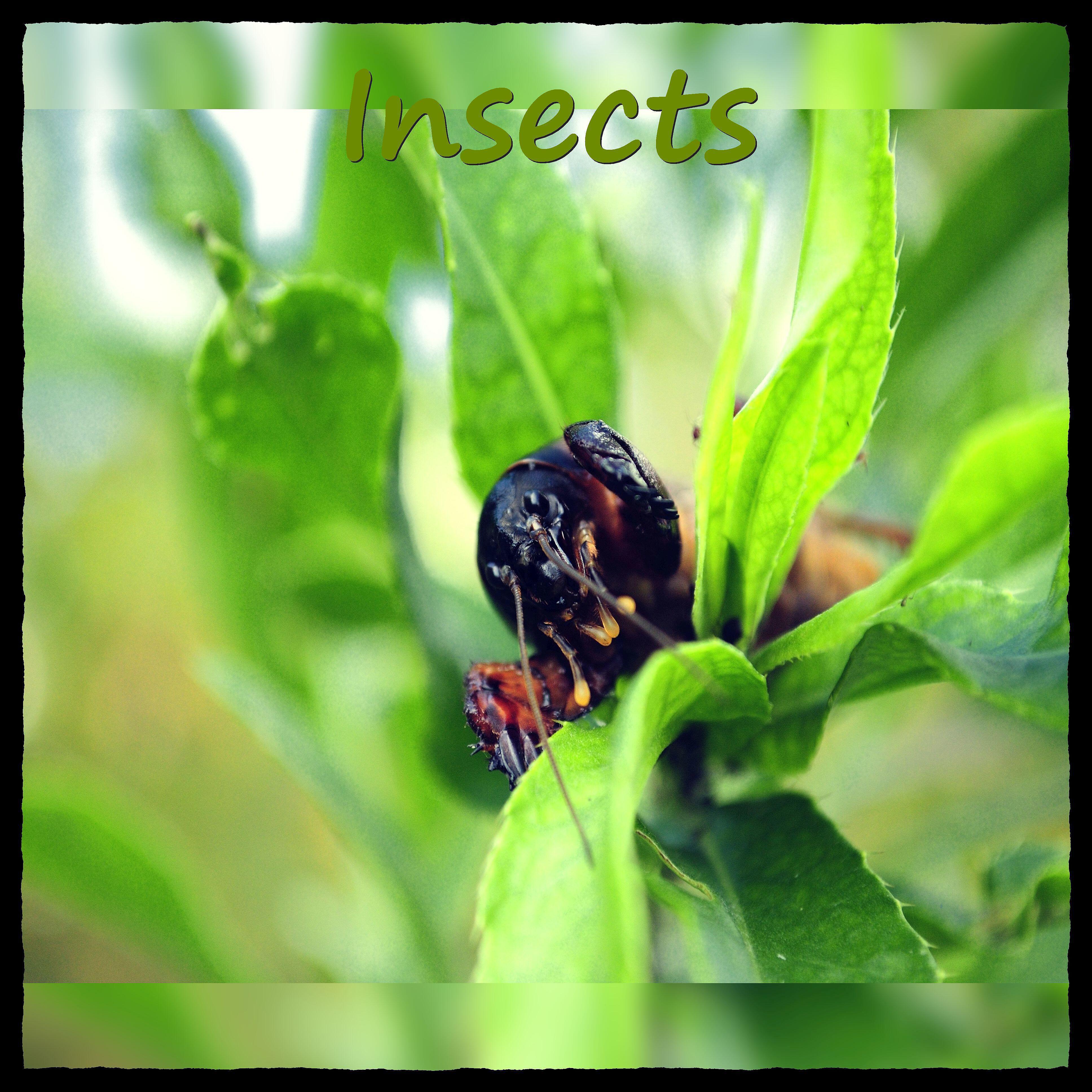 Релиз Insects
