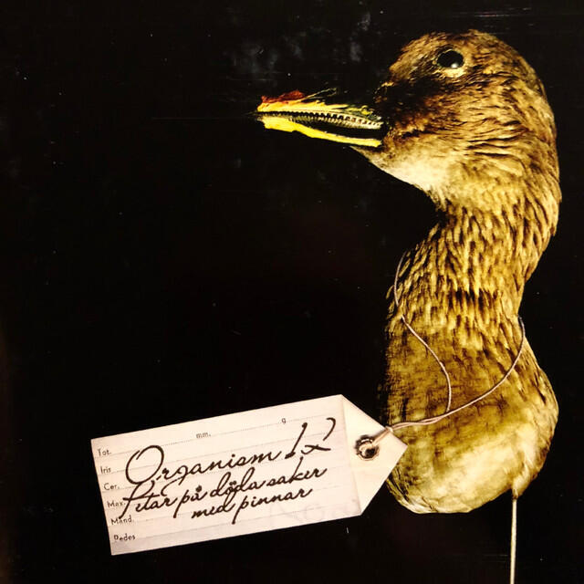 Трек Lite ull blir det