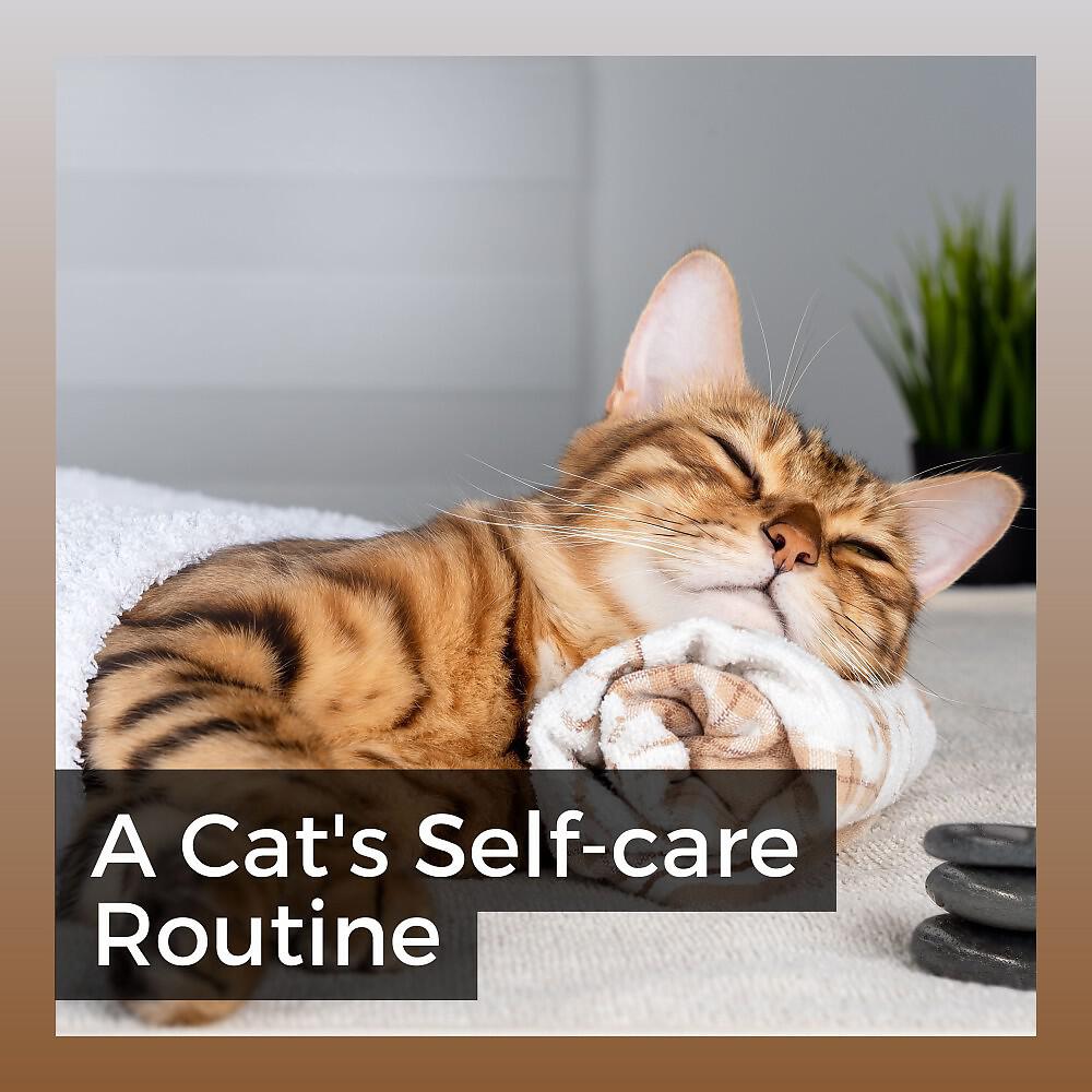 Релиз A Cat's Self-Care Routine
