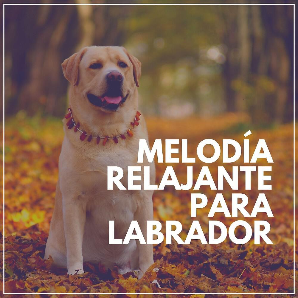 Релиз Melodía Relajante para Labrador