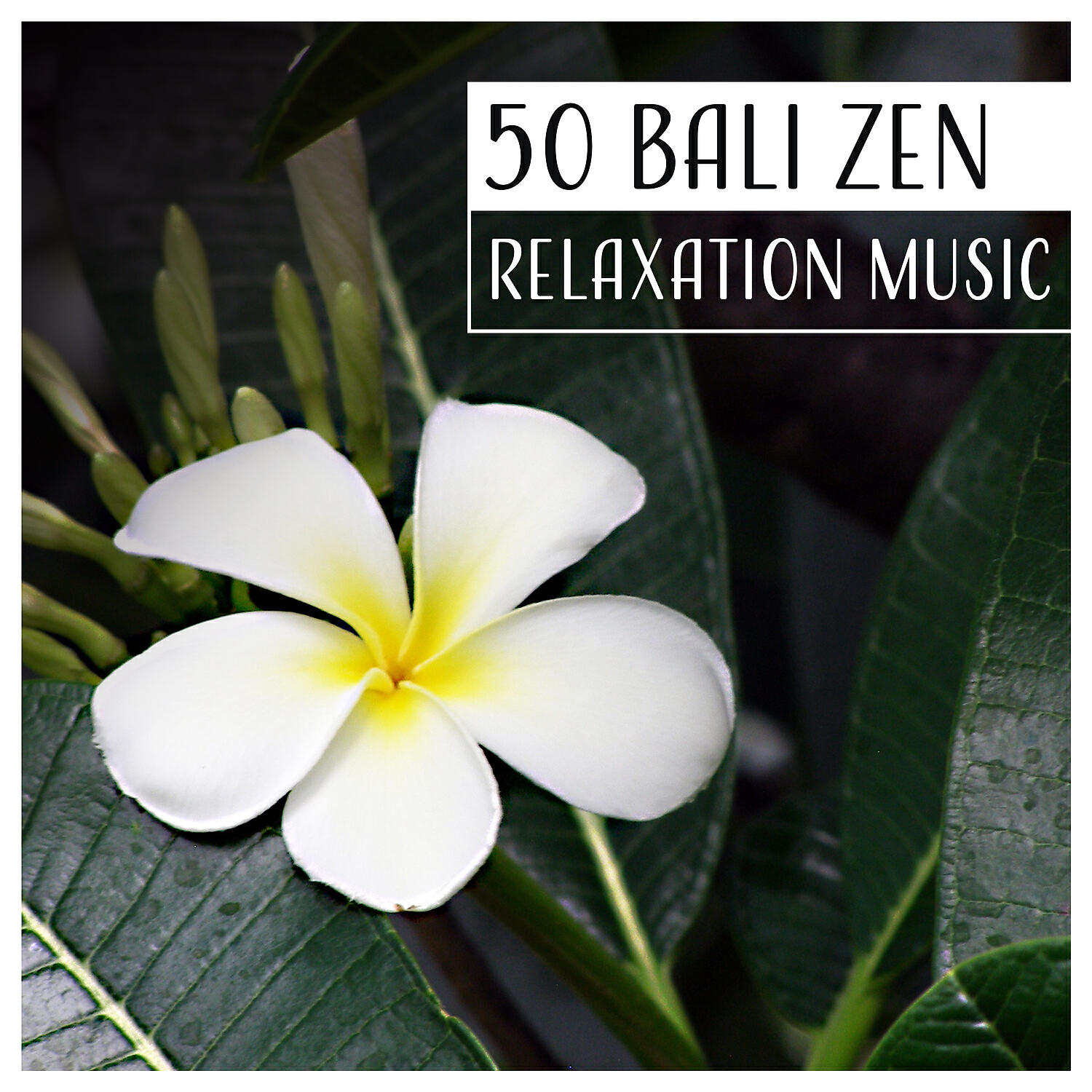 Релиз 50 Bali Zen: Relaxation Music – Soothing Therapy Sounds for Spa, Wellness & Yoga, Detox, Health, Cleansing, Regeneration