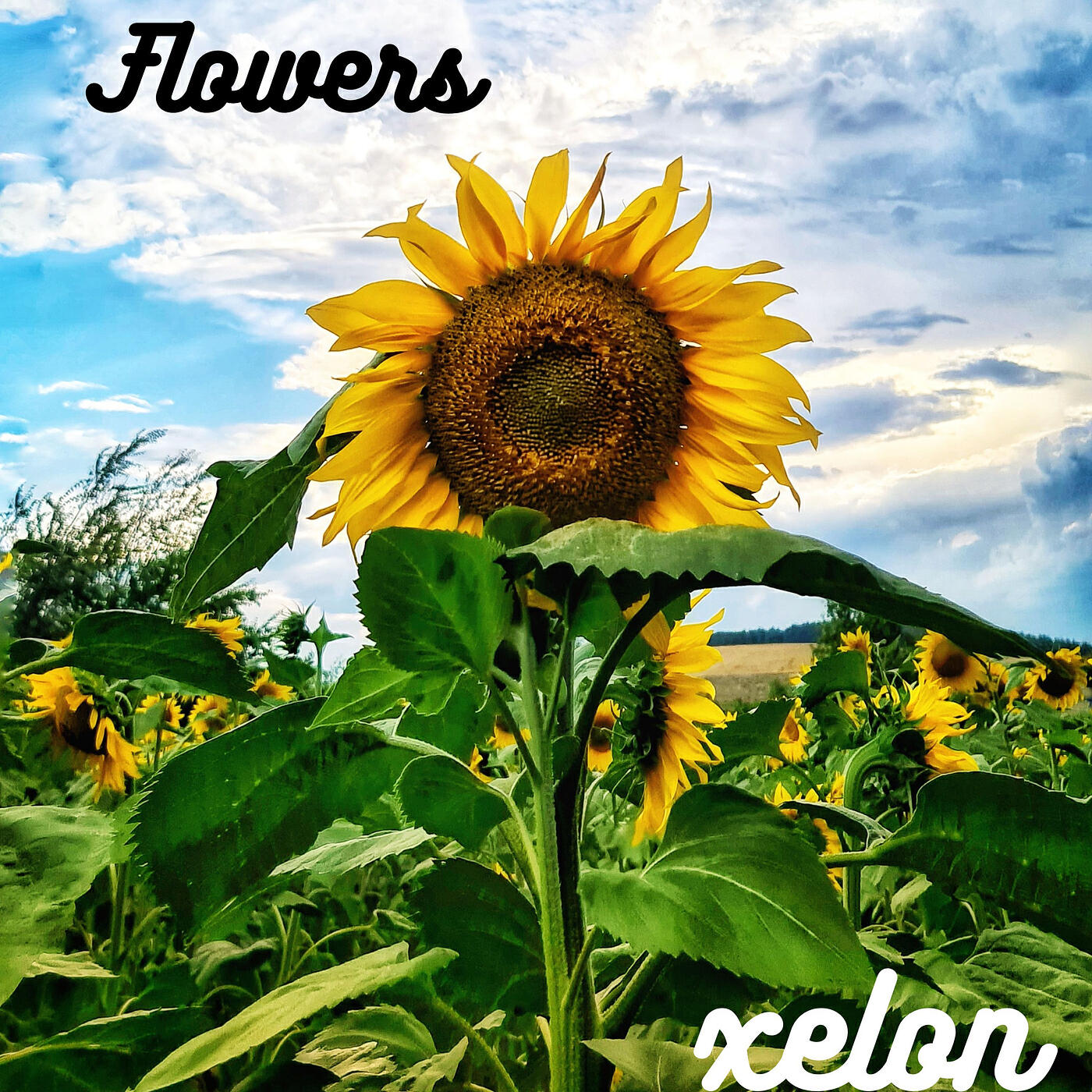 Релиз Flowers
