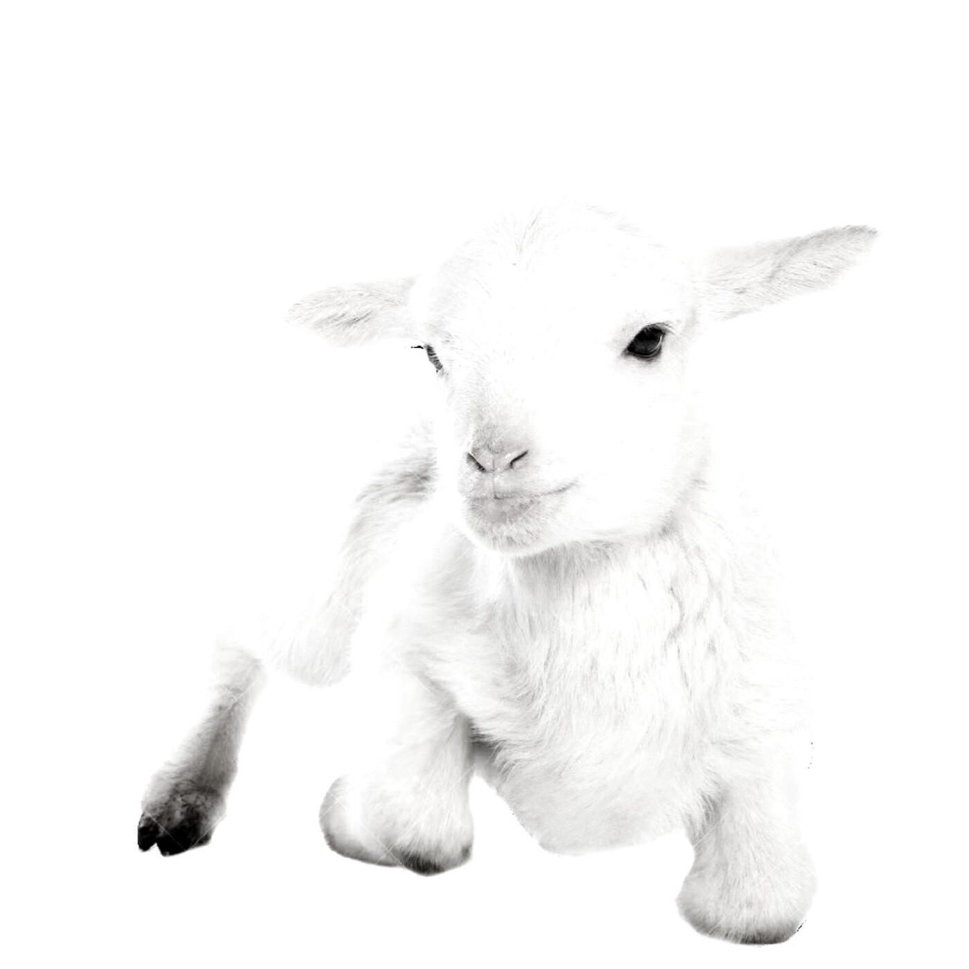 Релиз Lamb