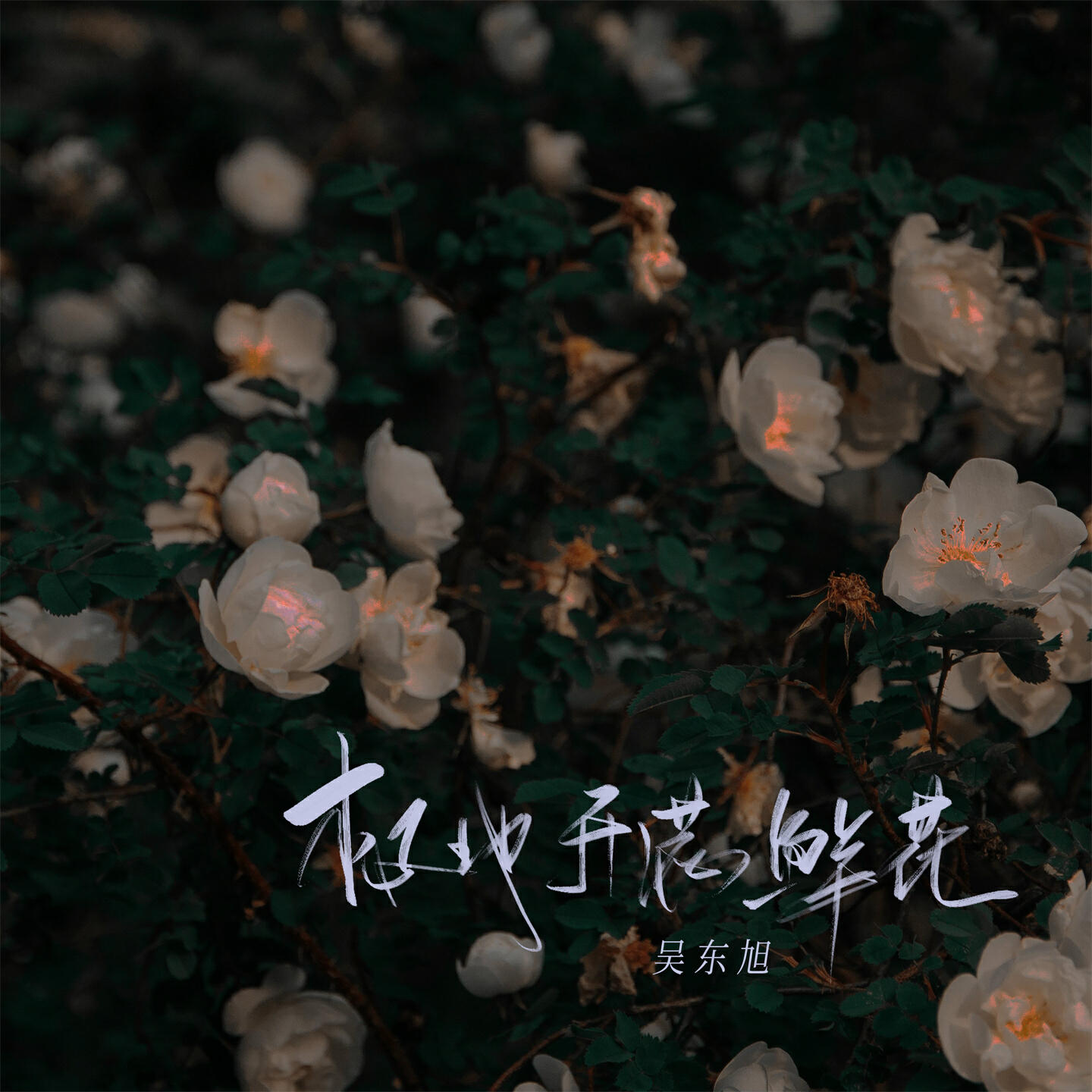 Релиз 极地开满鲜花