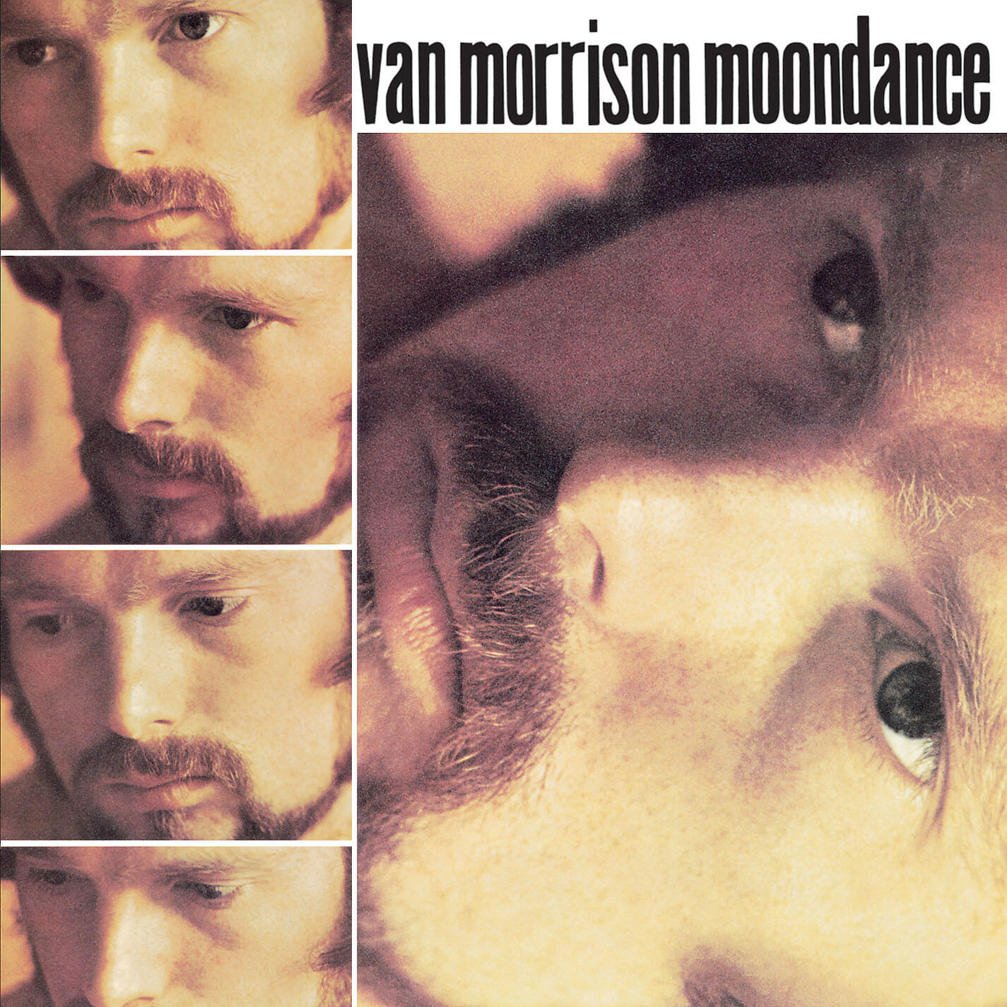 Релиз Moondance