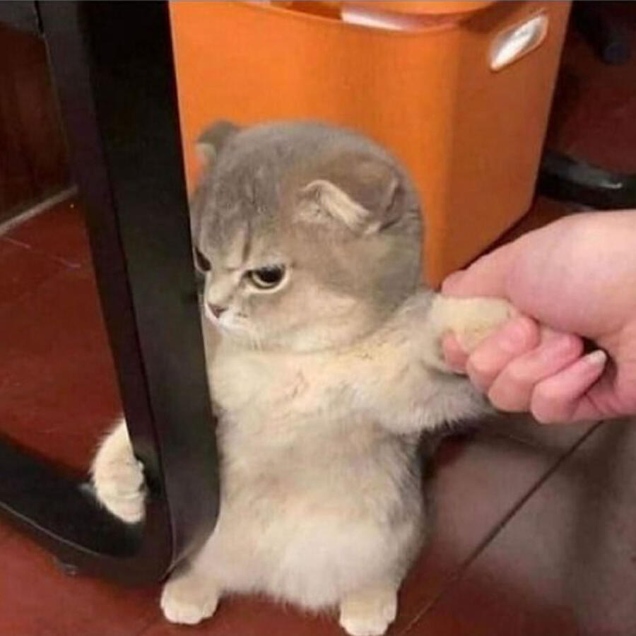 Релиз Woah!!