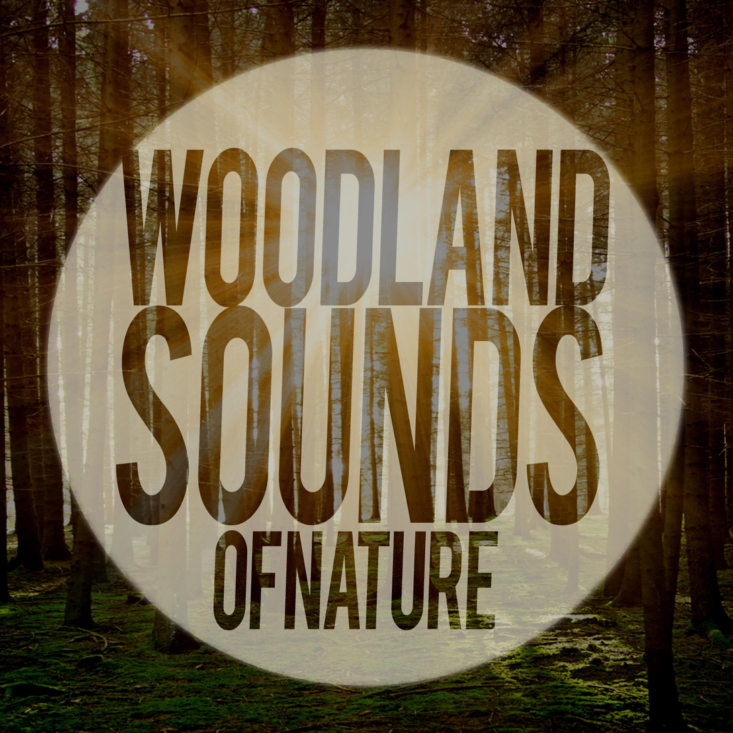 Релиз Woodland Sounds of Nature