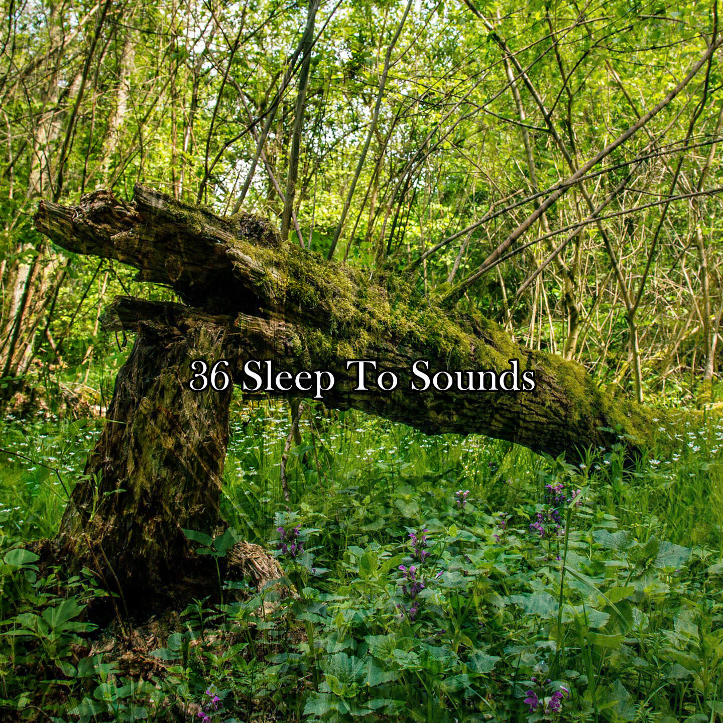 Релиз 36 Sleep To Sounds