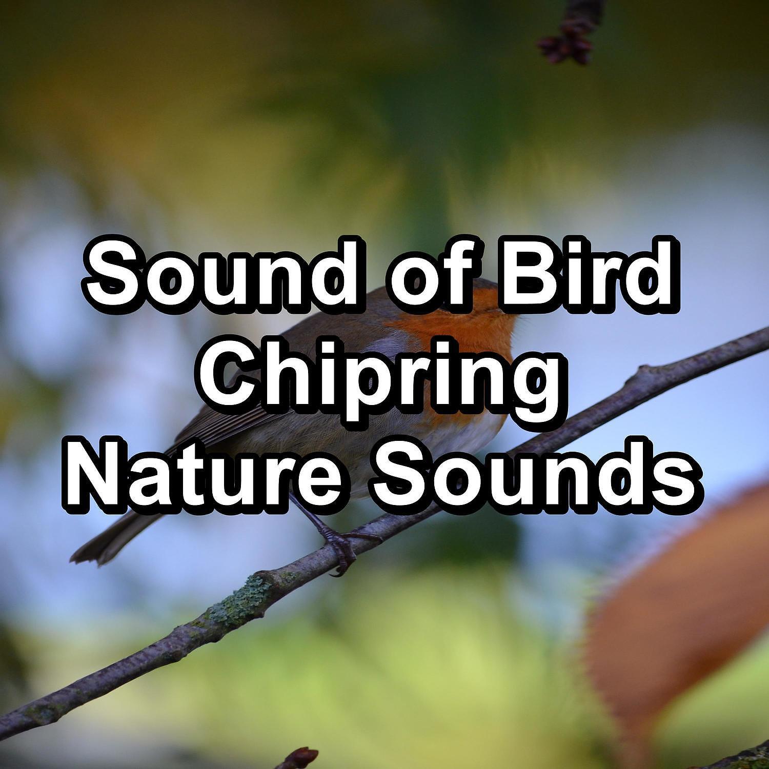Релиз Sound of Bird Chipring Nature Sounds