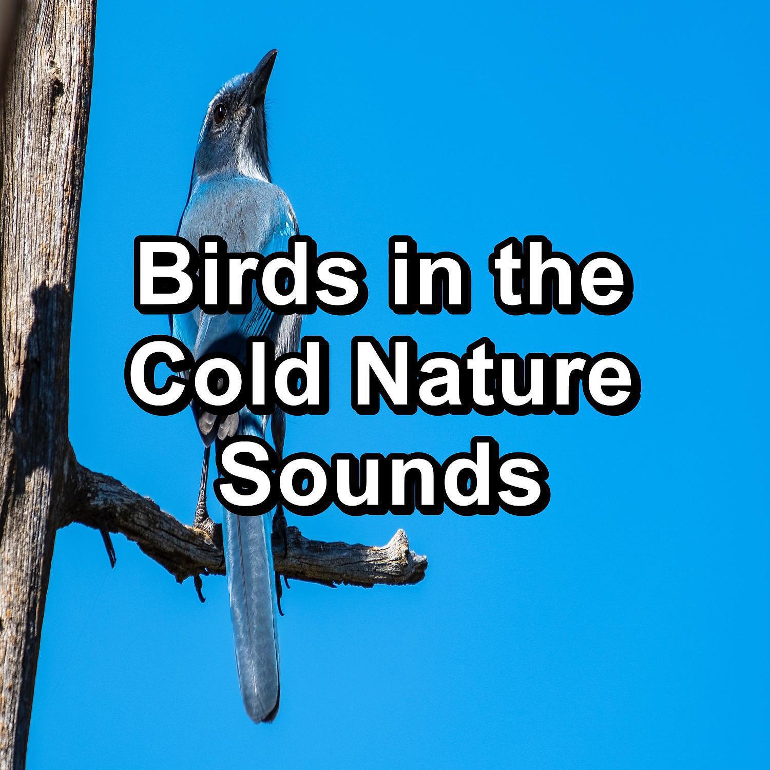 Релиз Birds in the Cold Nature Sounds