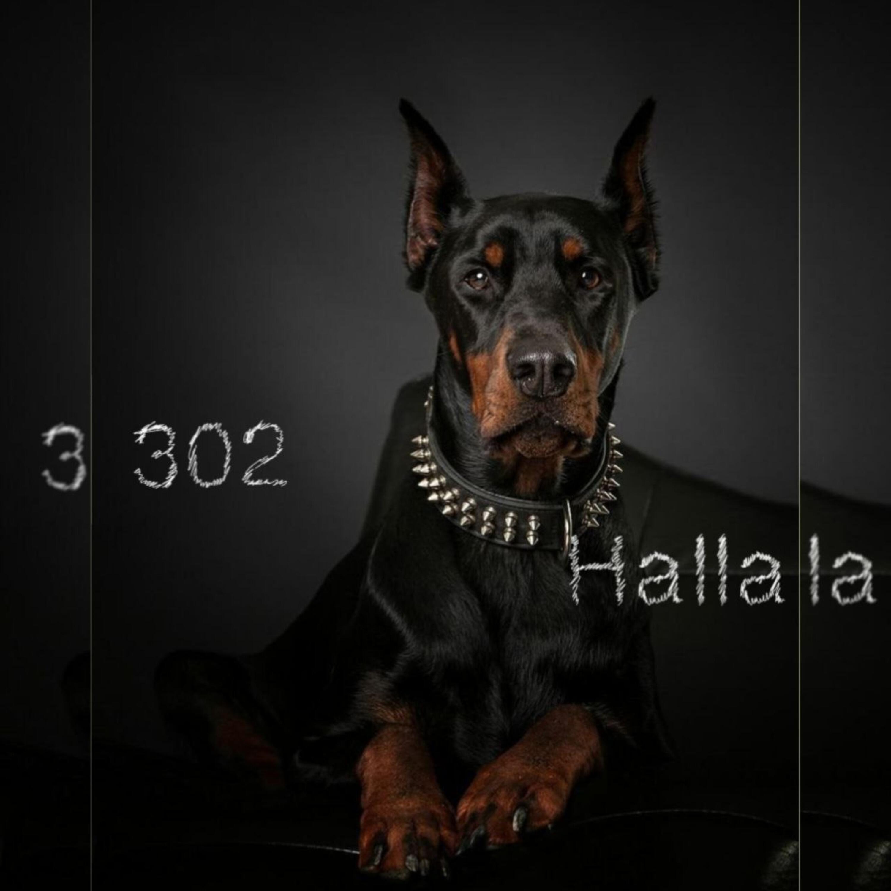 Релиз Halla