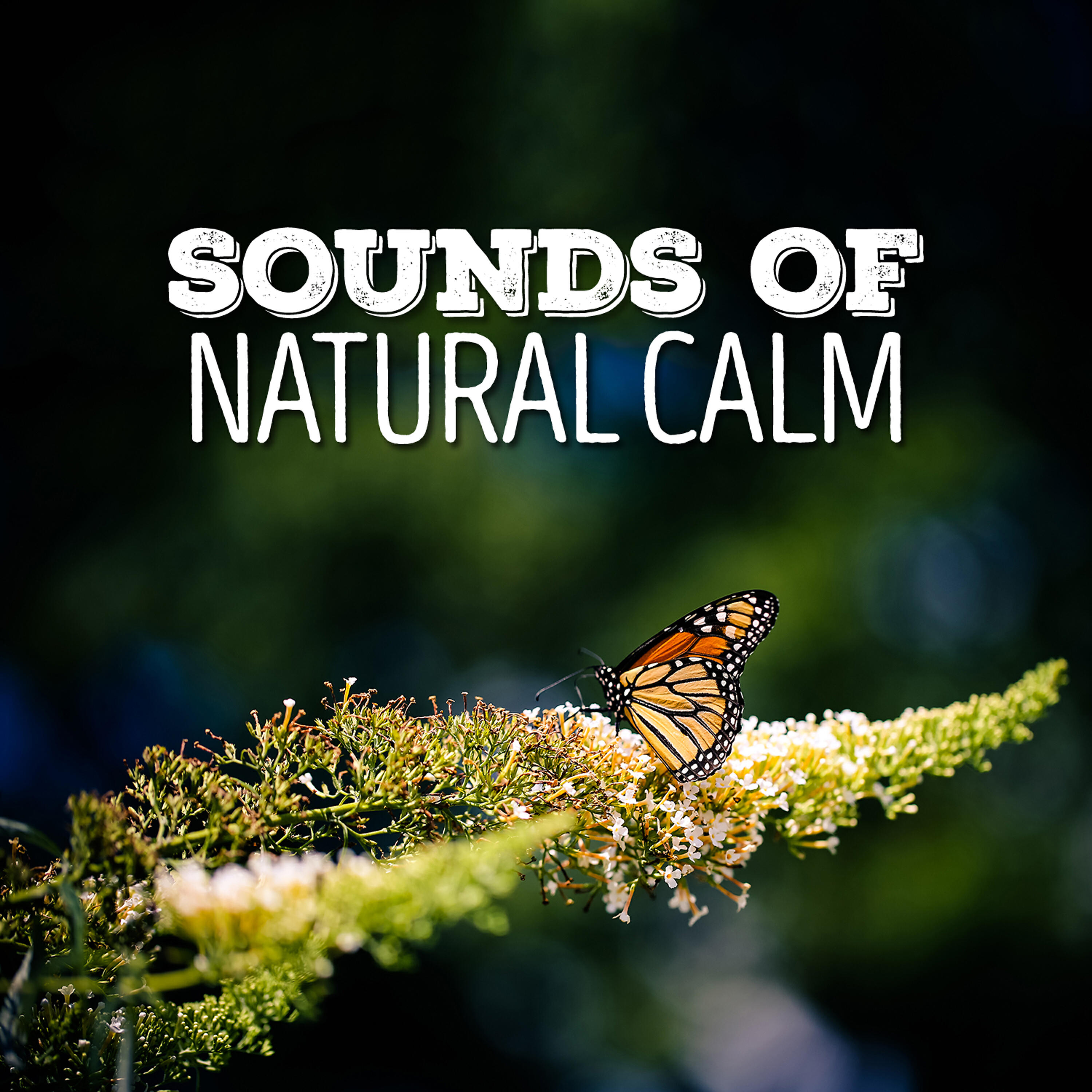 Релиз Sounds of Natural Calm