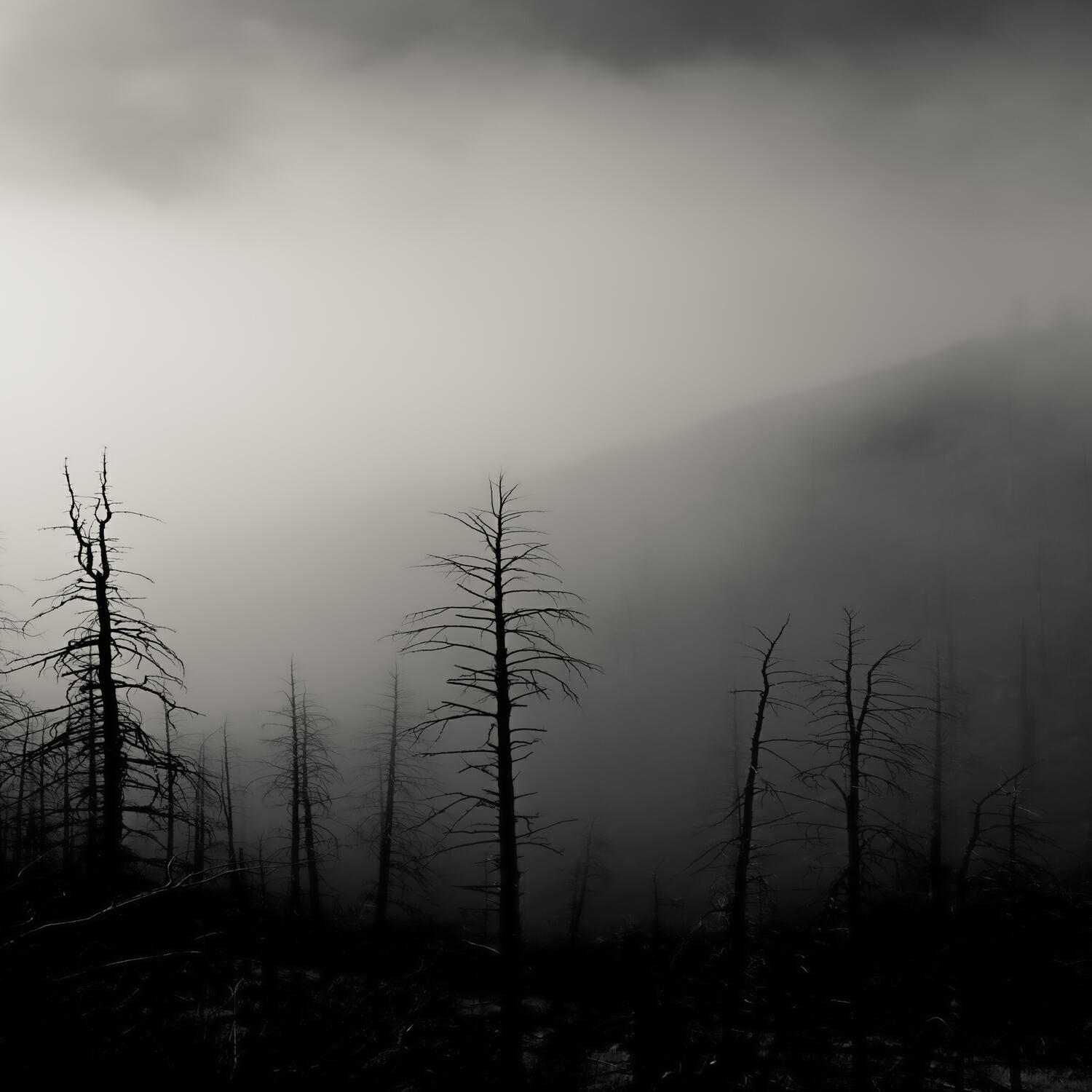 Релиз Blowing Pines