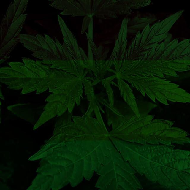 Релиз Fumando Ganja