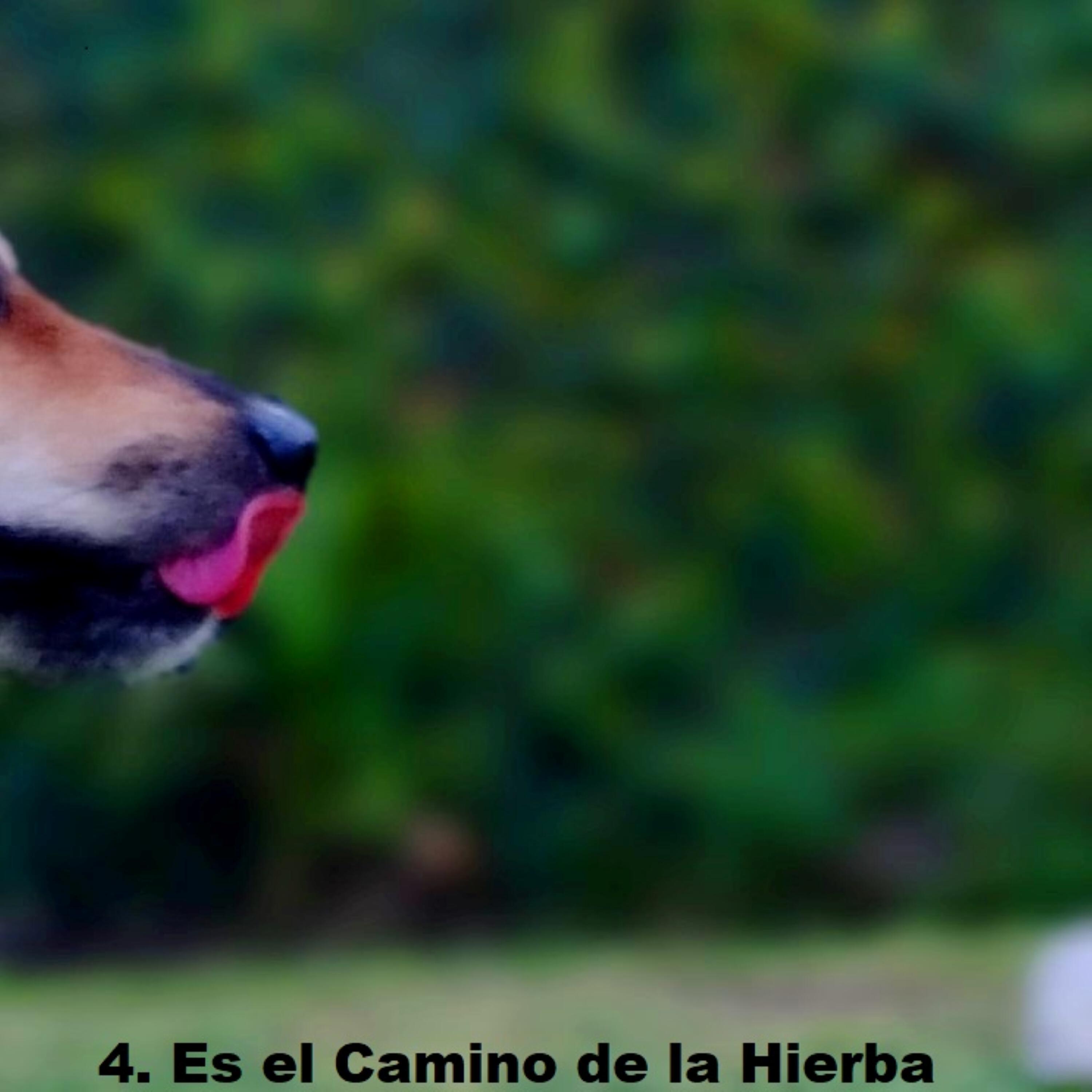 Релиз Es el Camino de la Hierba