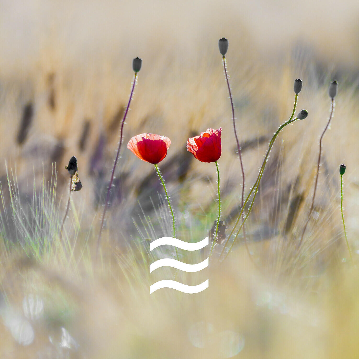 Релиз Calming Nature Sounds for Relief Mind