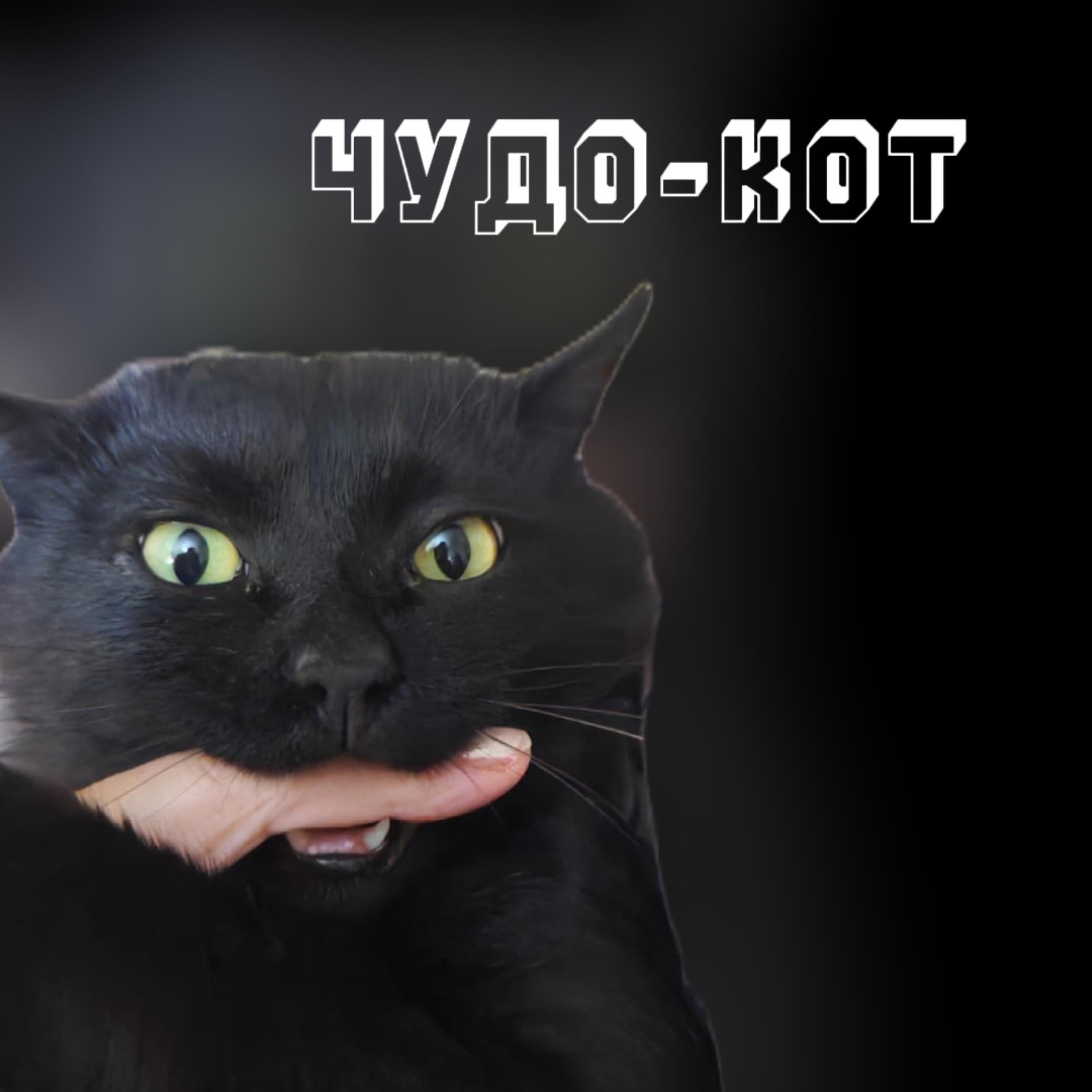 Релиз Чудо-кот