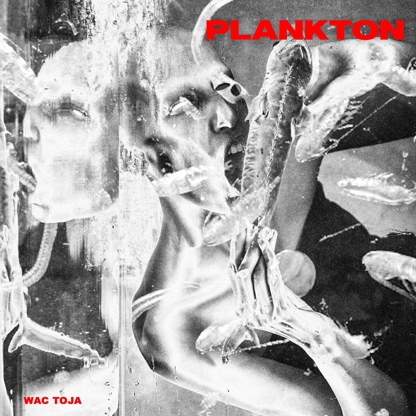 Релиз PLANKTON