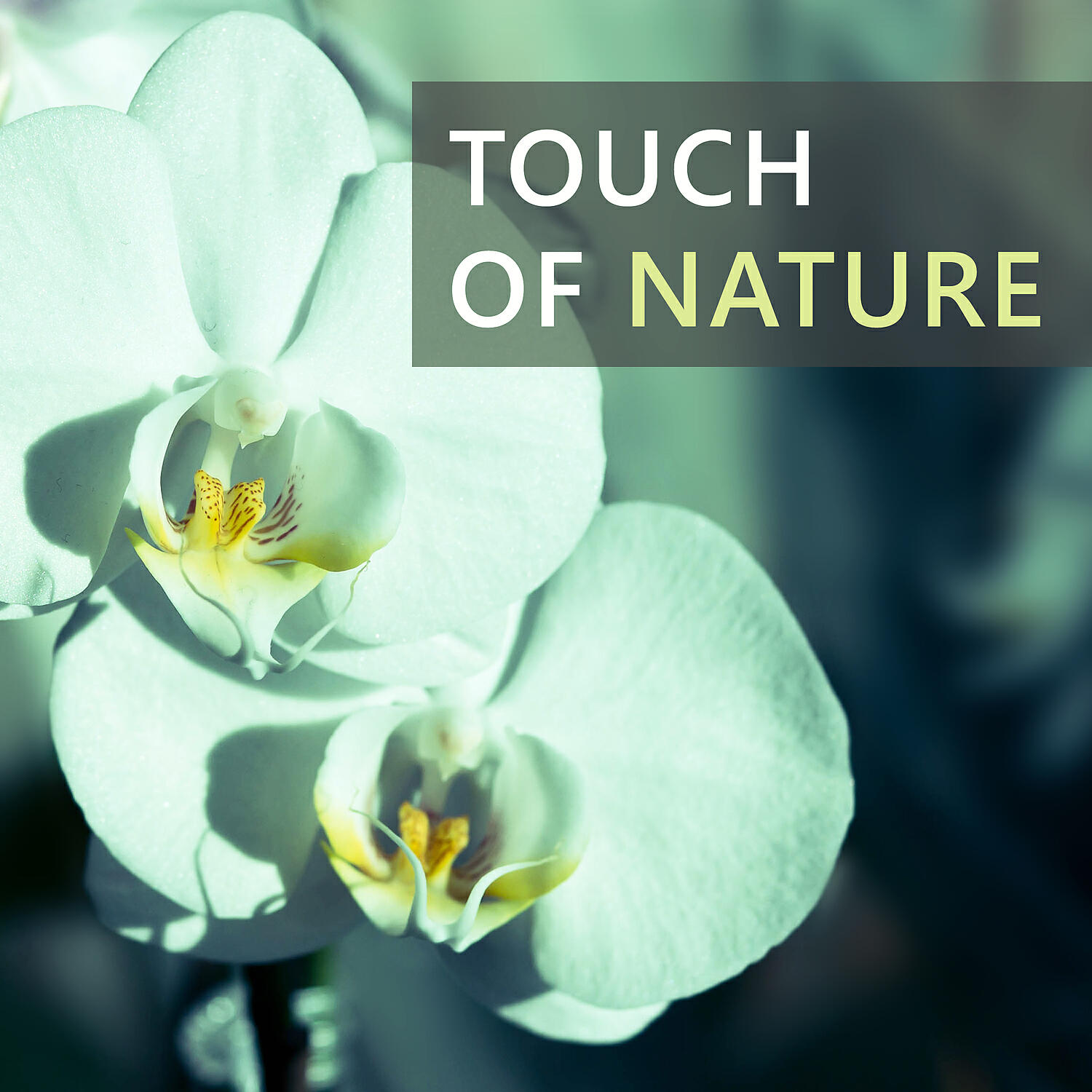Релиз Touch of Nature – Songs for Spa, Wellness, Peaceful Waves, Calming Water, Quiet Mind