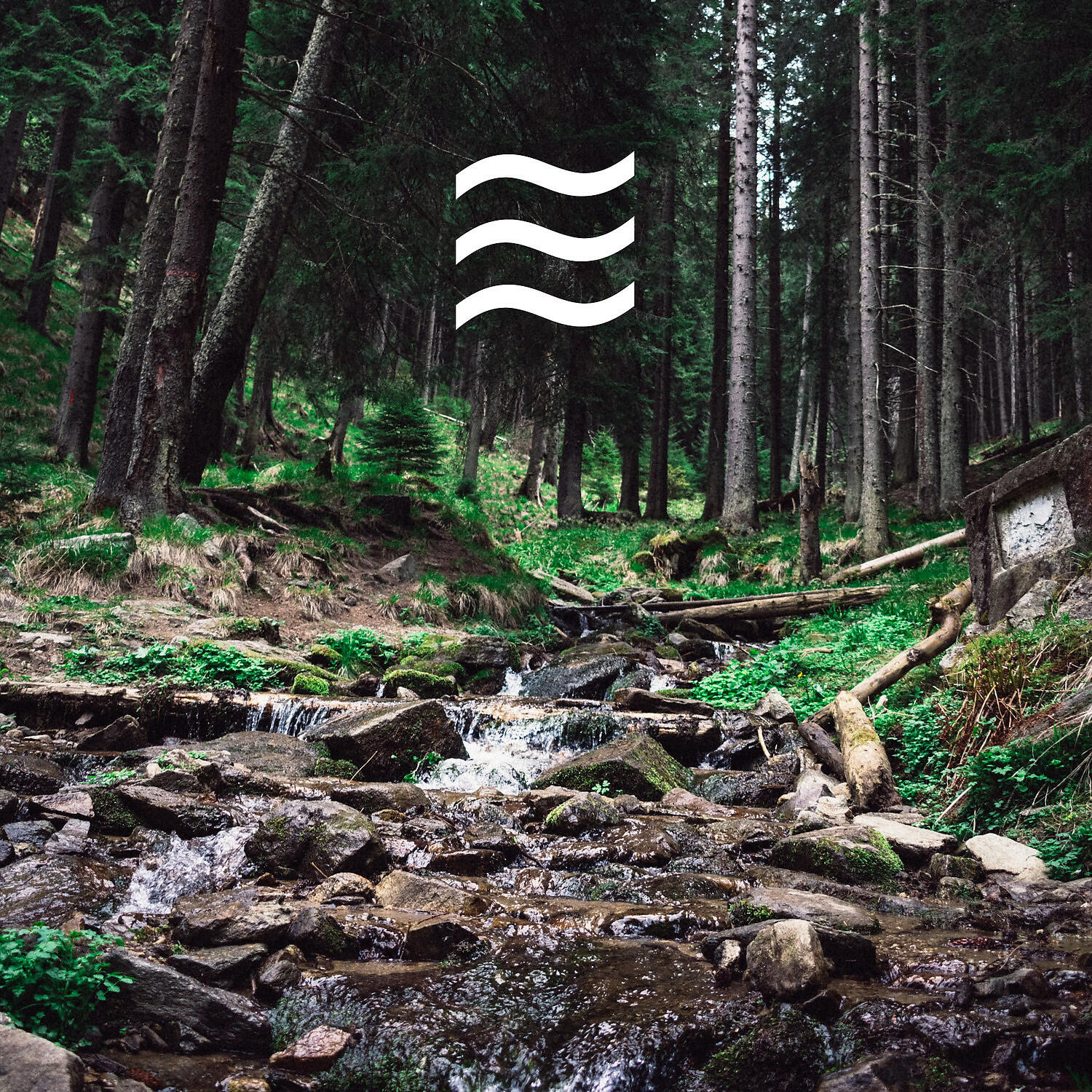 Трек Forest Sounds for Calm