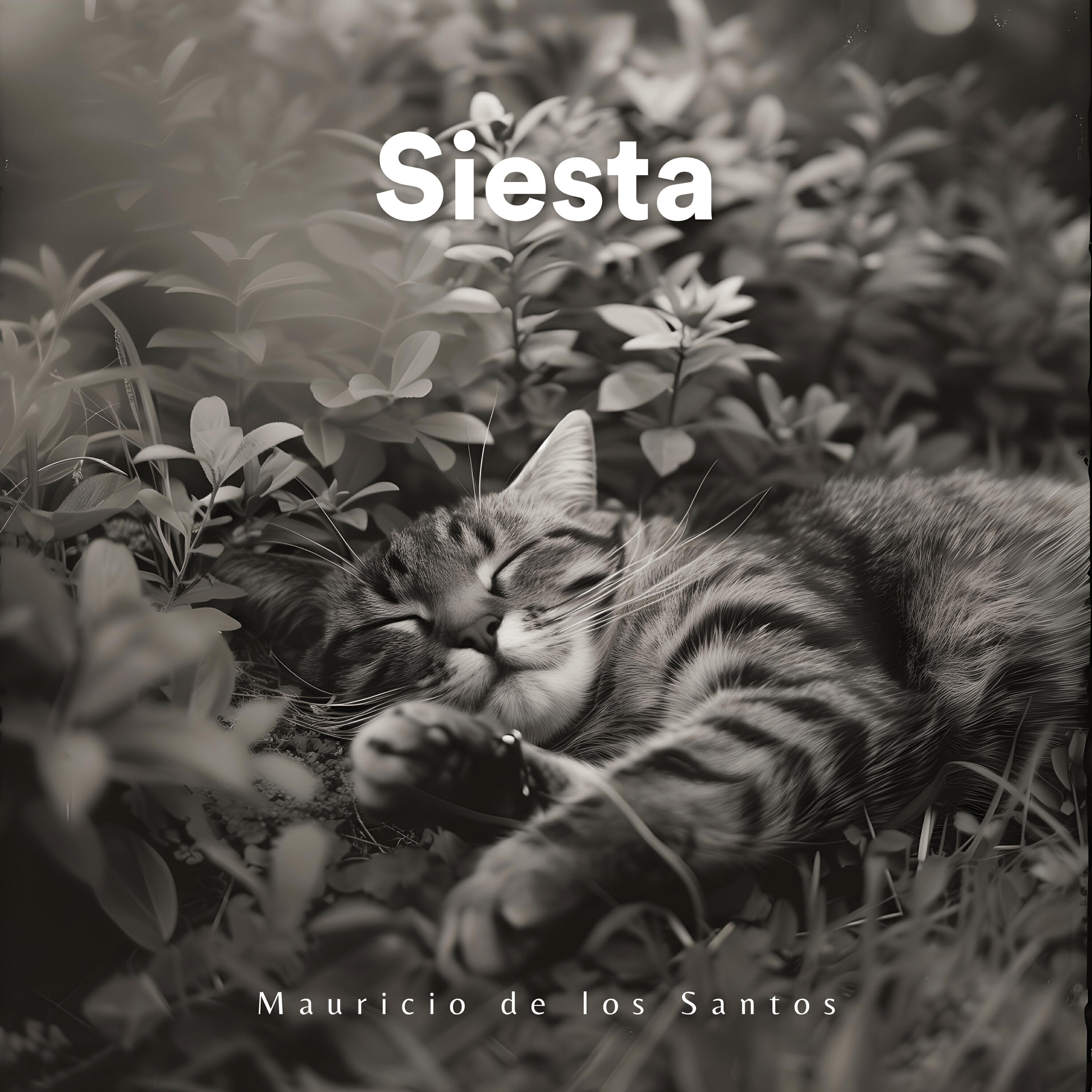 Релиз Siesta