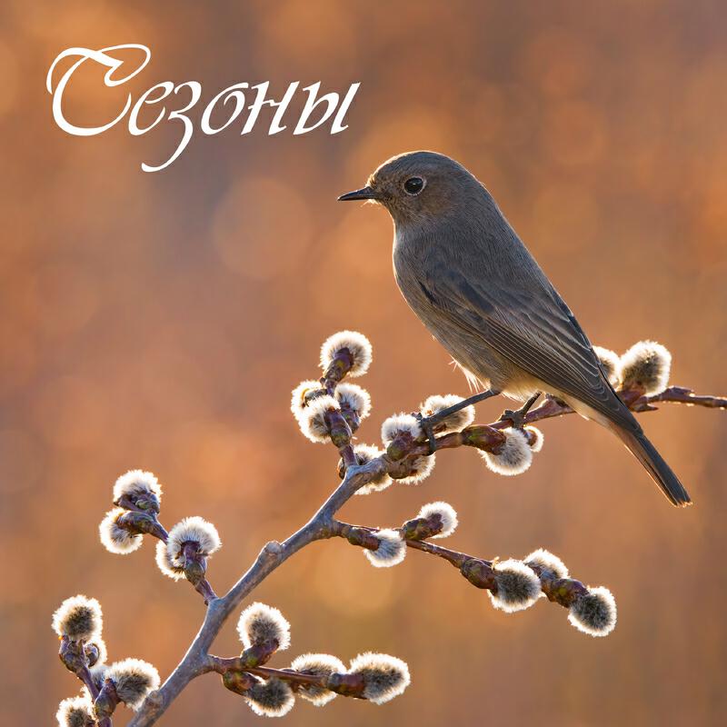 Релиз Сезоны