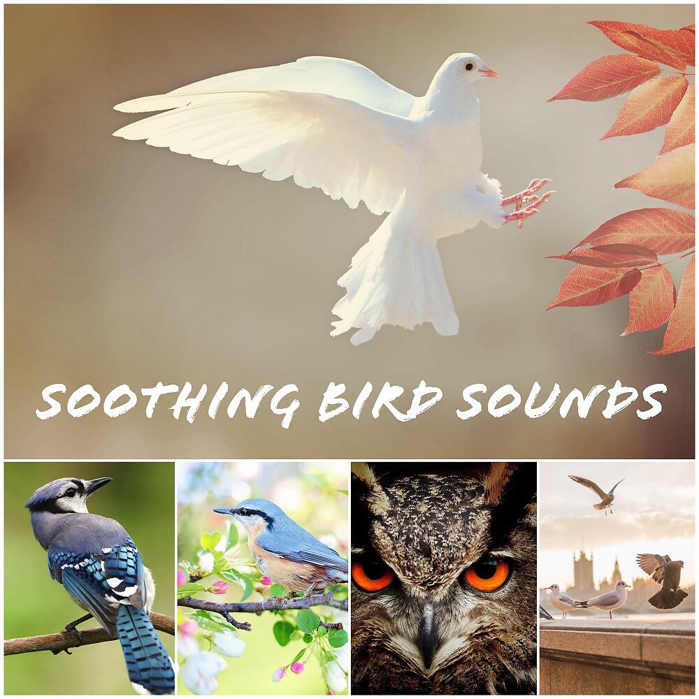 Постер альбома Soothing Bird Sounds