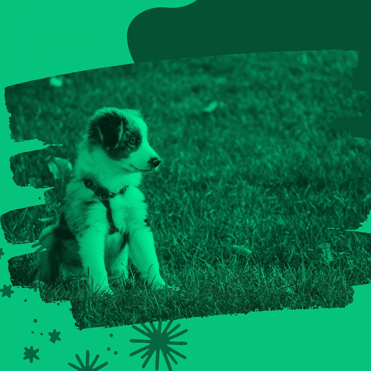 Calming Jazz For Dogs