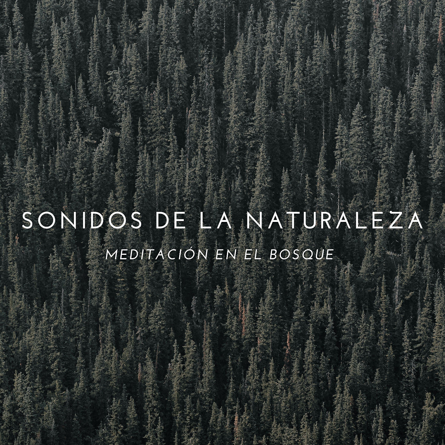 Academia de Música con Sonidos de la Naturaleza & Relajacion & Paz Nirvana - El Vuelo De La Mosca