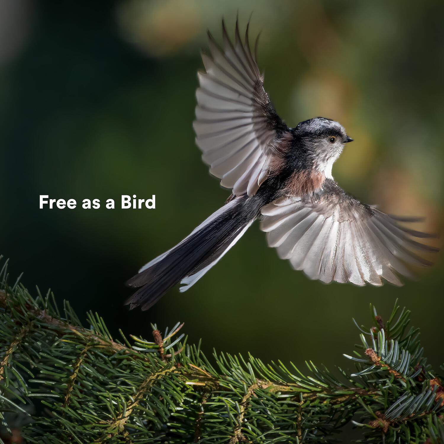 Постер альбома Free as a Bird