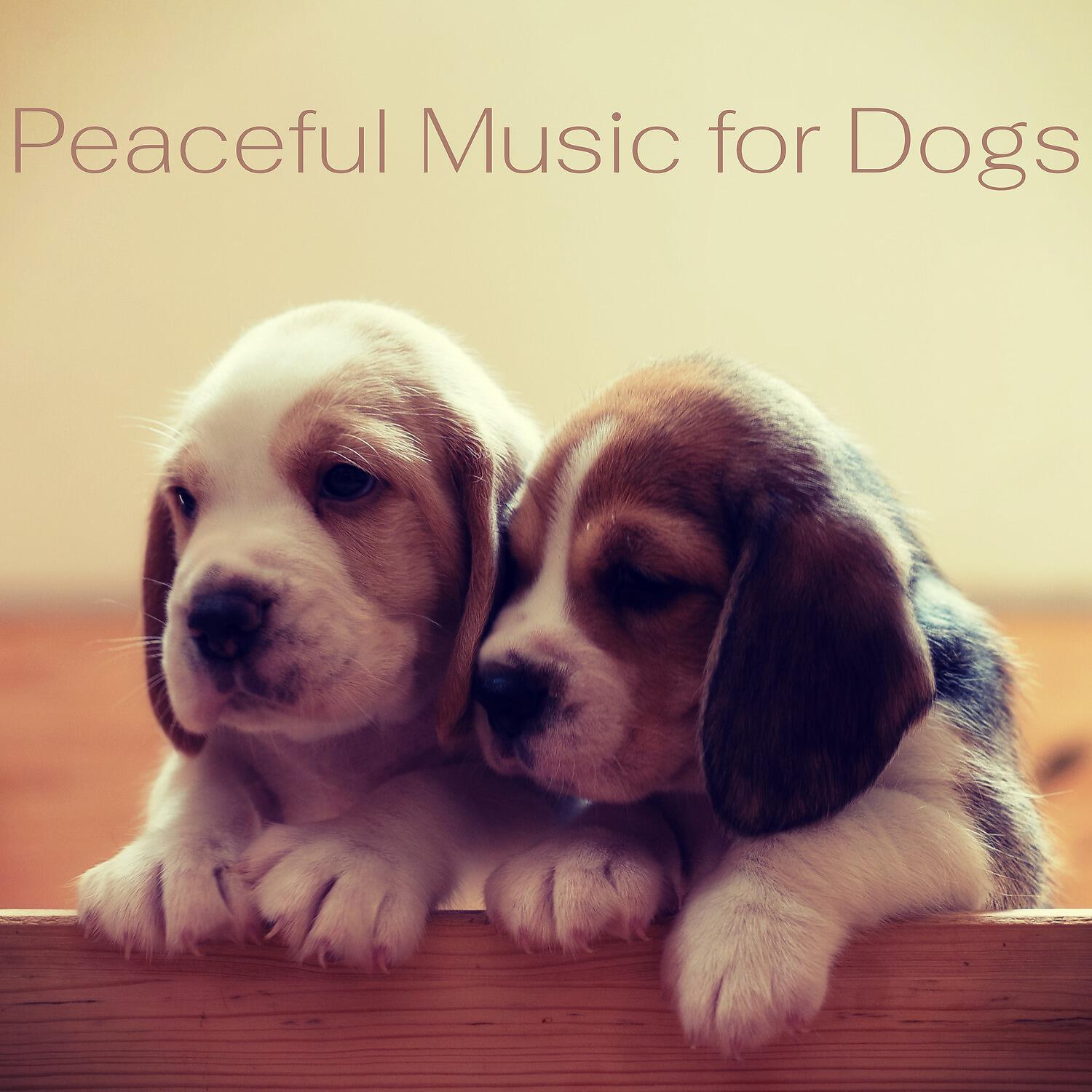 Релиз Peaceful Music for Dogs