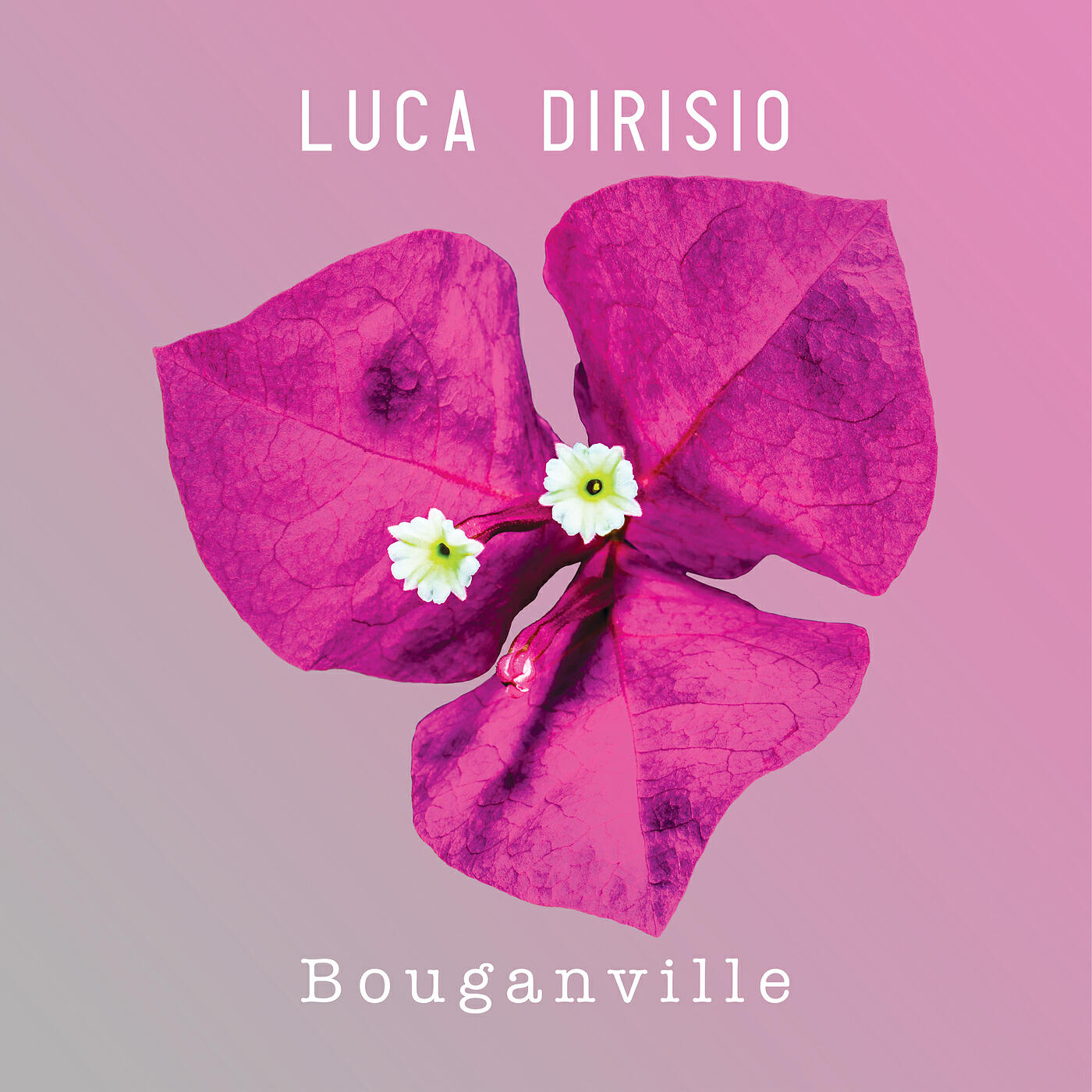 Релиз Bouganville