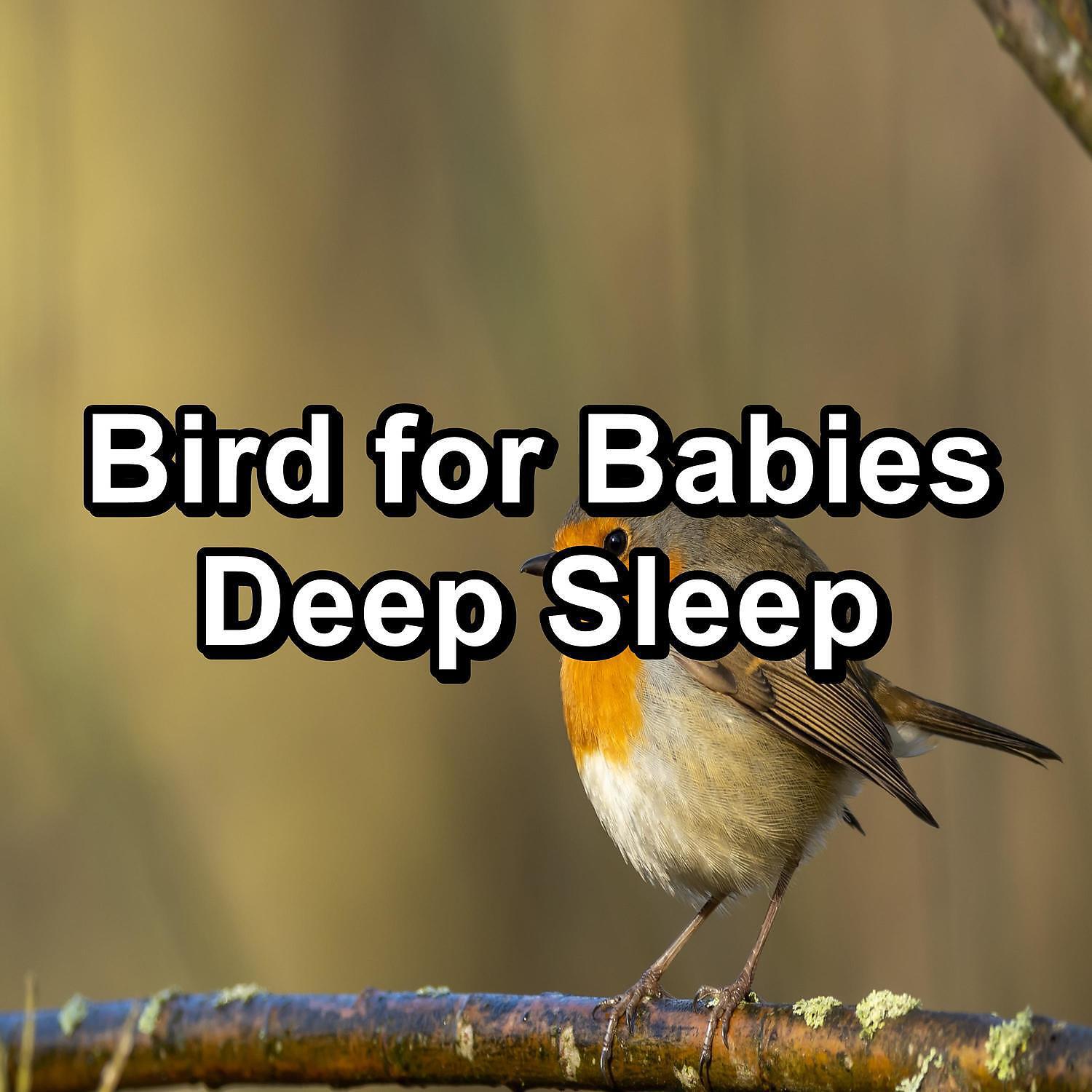Релиз Bird for Babies Deep Sleep