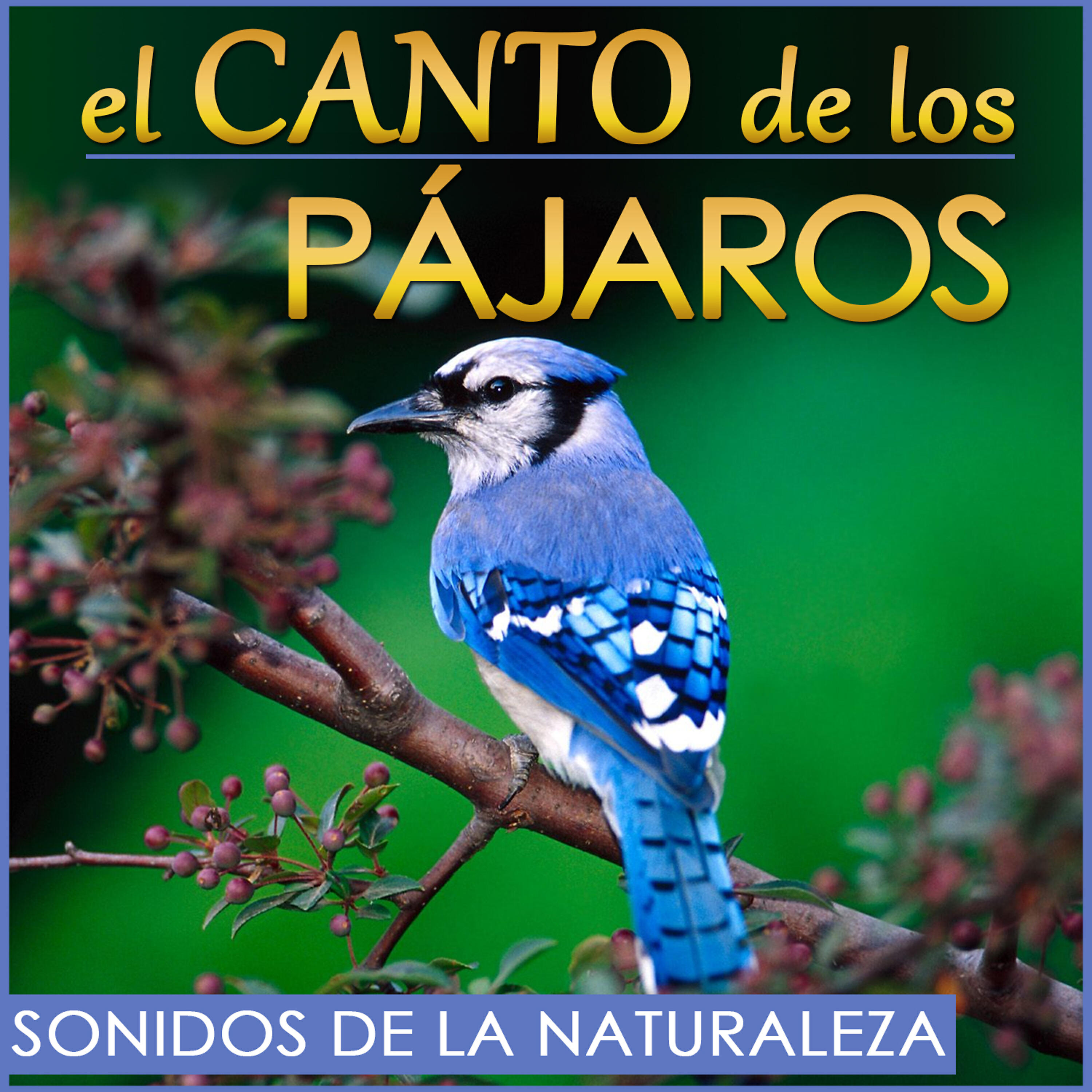 Релиз El Canto de los Pajaros. Sonidos de la Naturaleza.