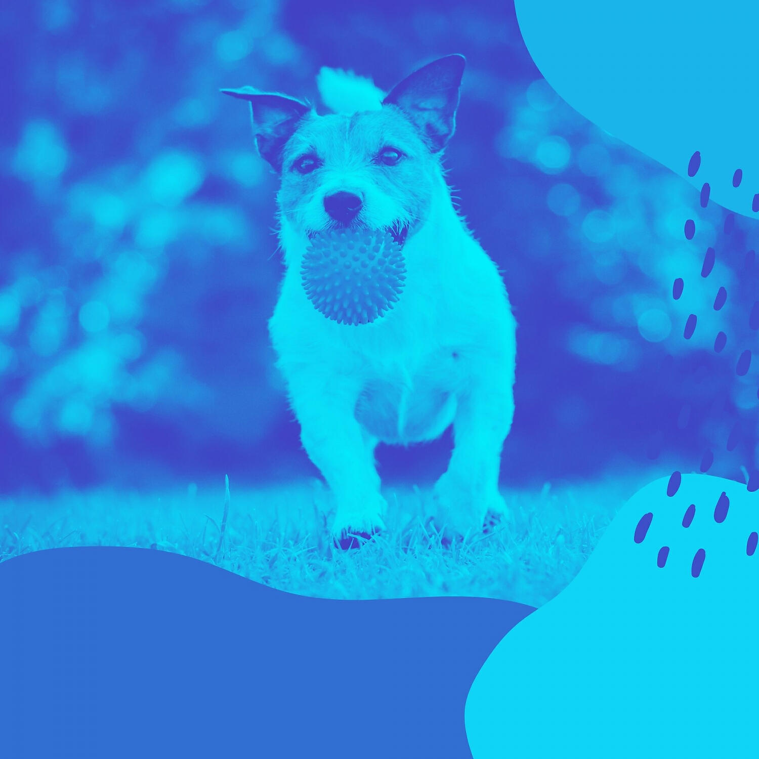 Релиз Bossa Nova (Music for Relaxing Your Dog)