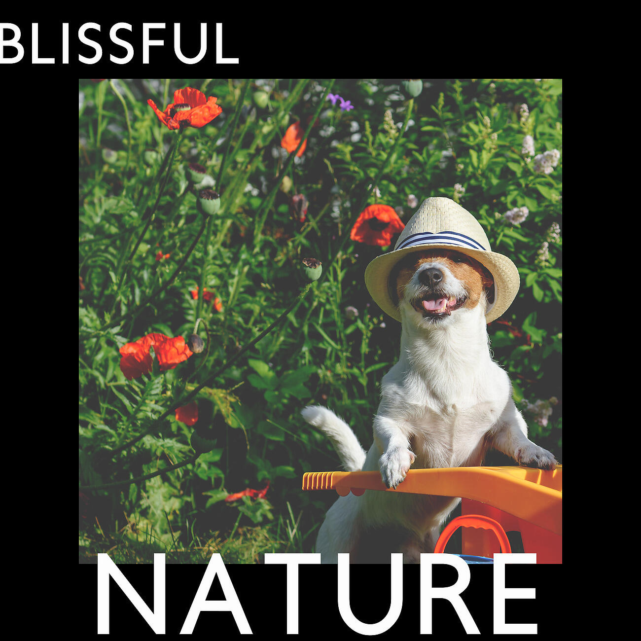Релиз Blissful Nature