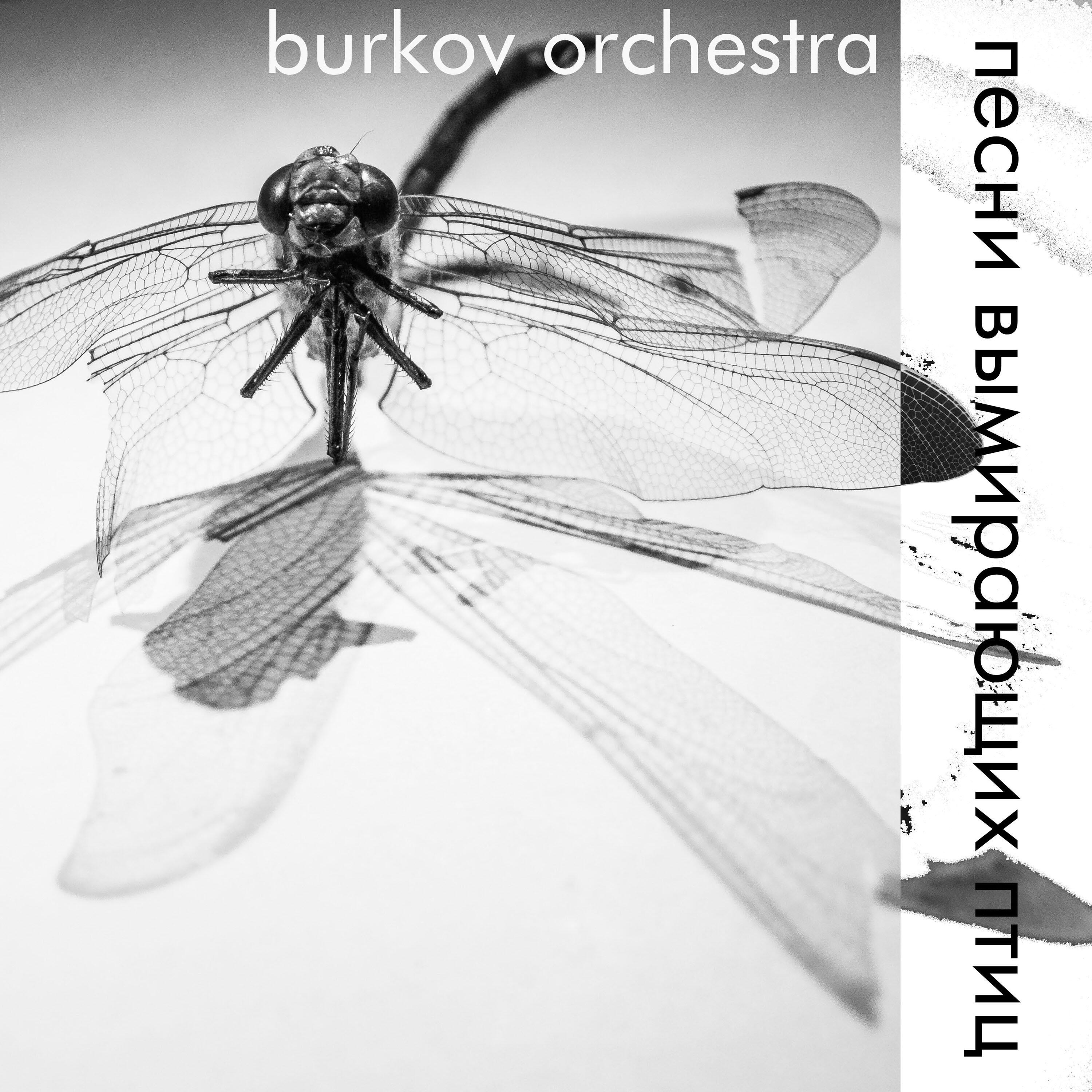 burkov orchestra