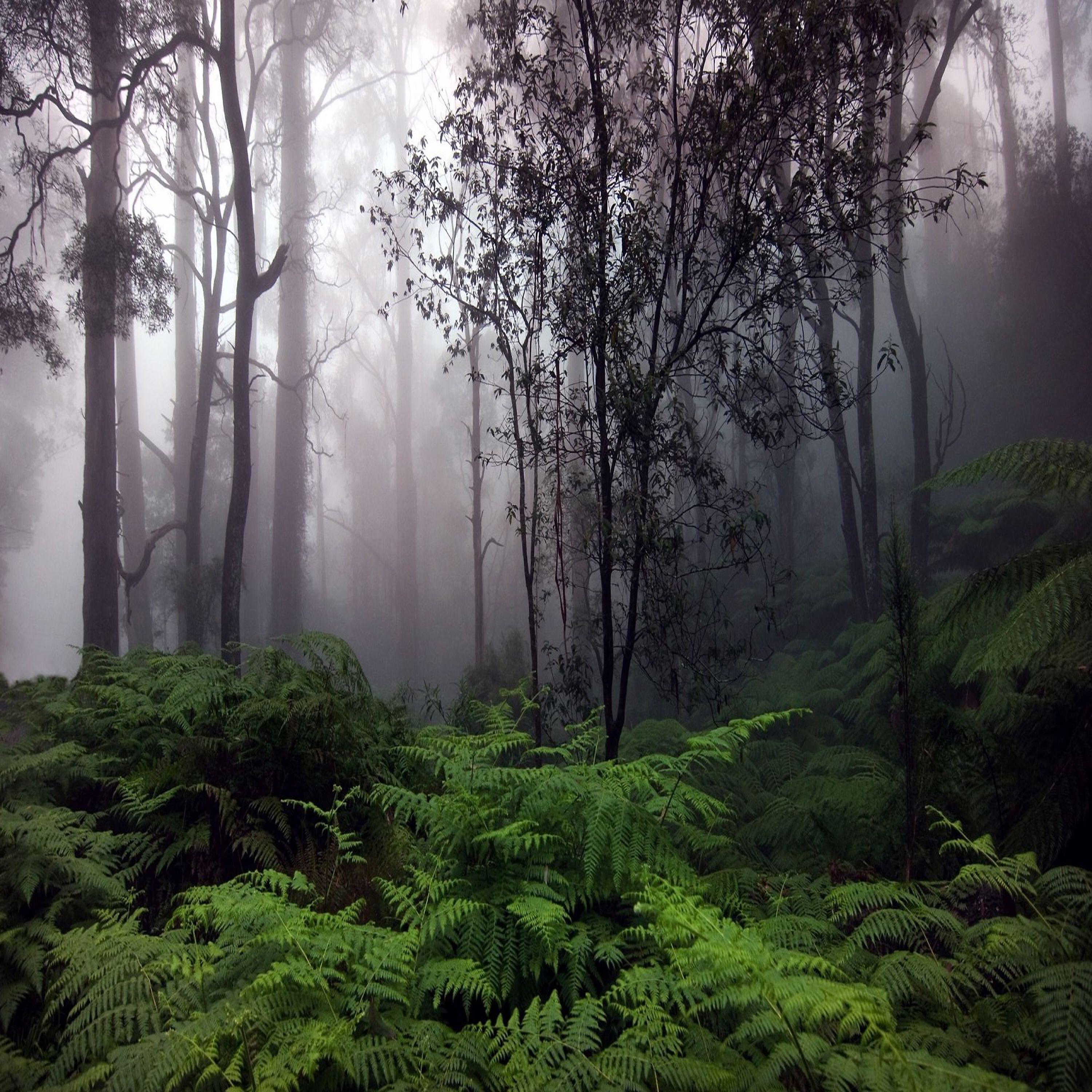 Релиз Forest Rains