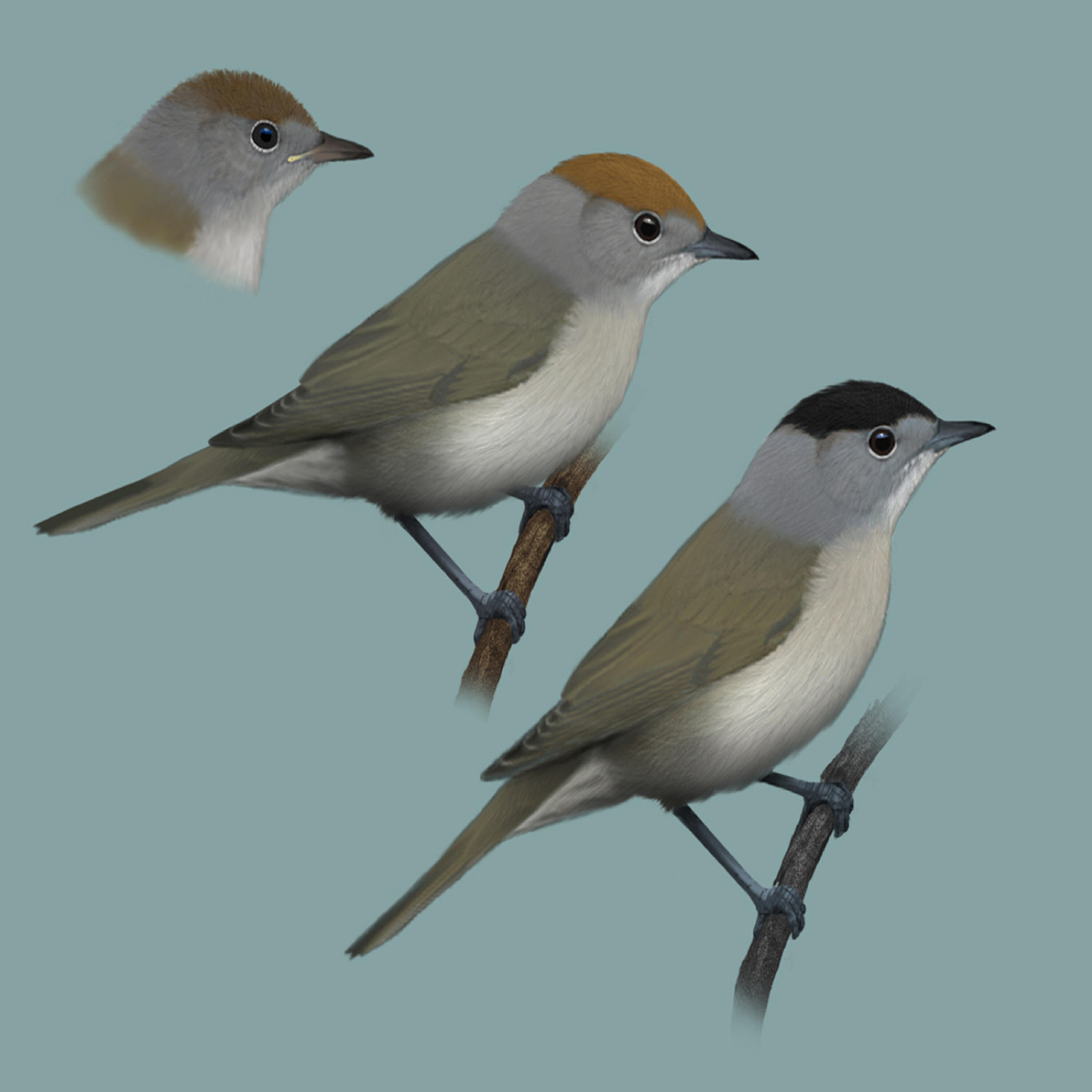 Релиз Bird sounds - Cap