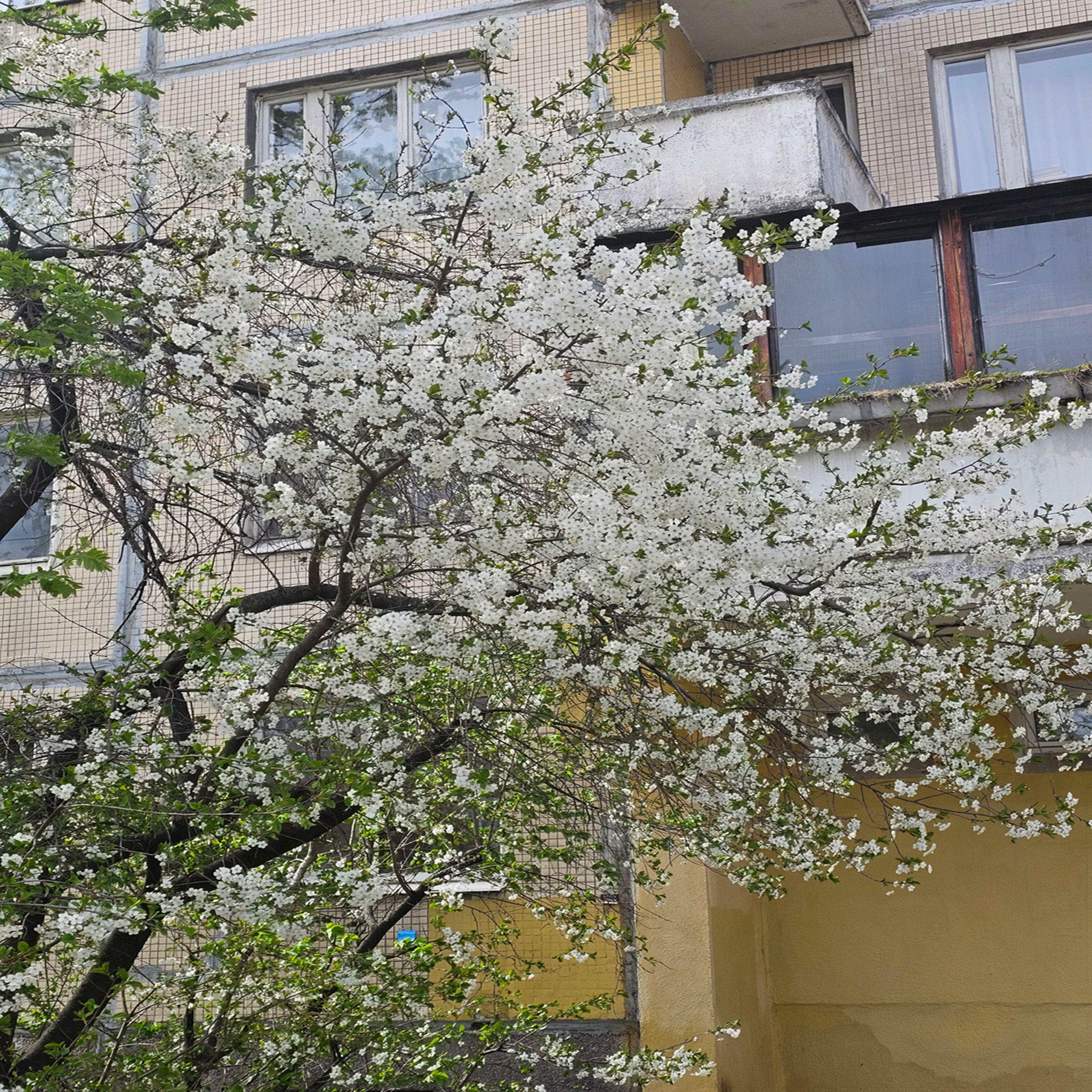 Релиз Весна