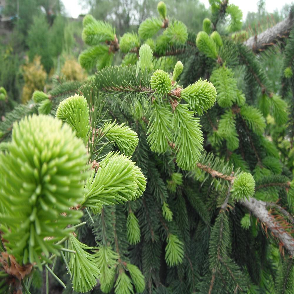 D - Сезон дождей (Акустическая гитара)