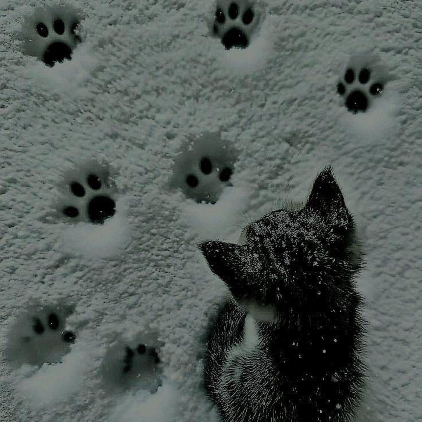 Релиз meow