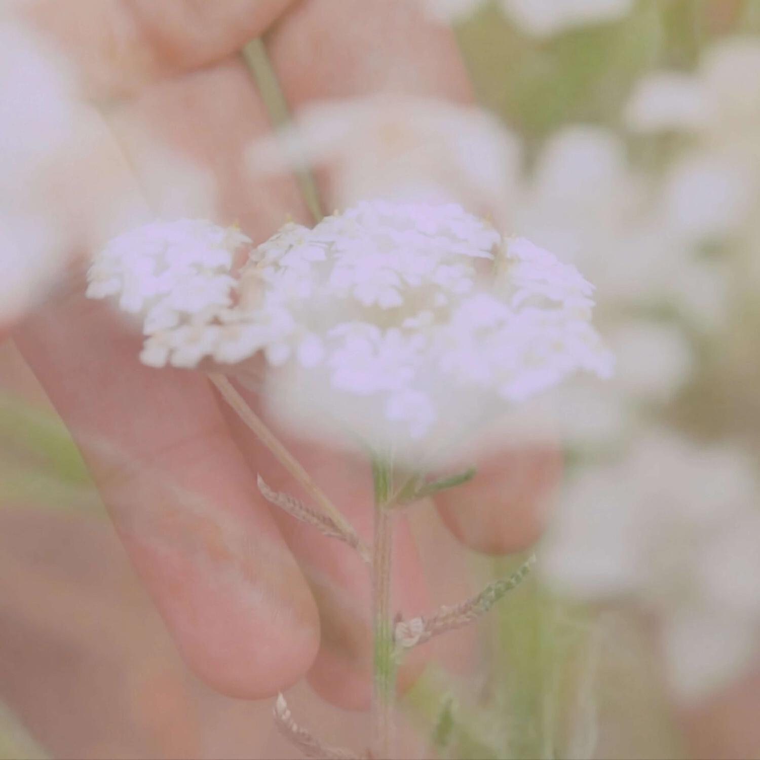 Релиз Травы