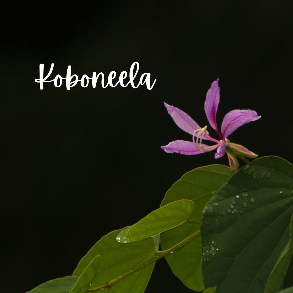Релиз Koboneela